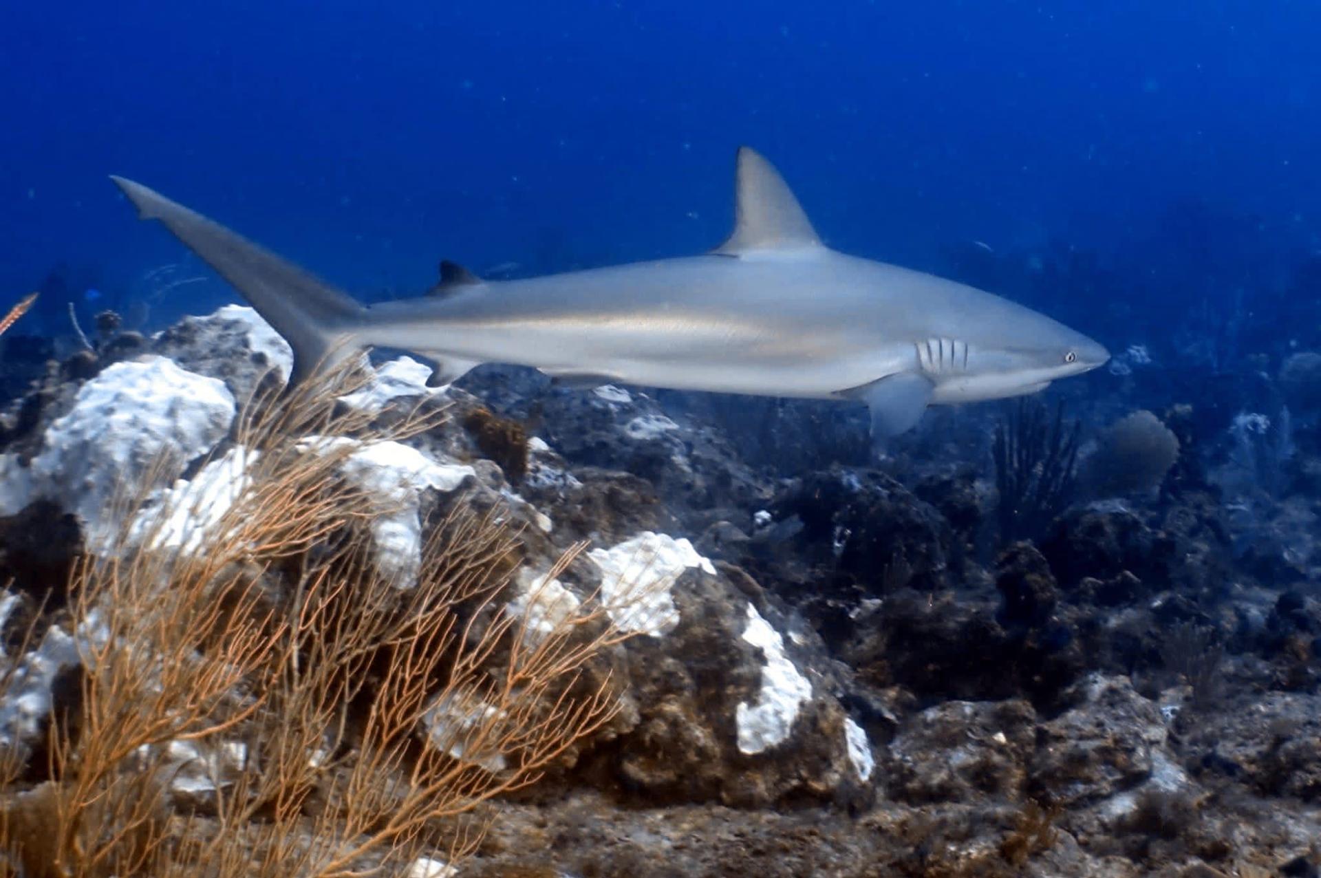 Blacktip reef shark close encounter scuba diving Punta Cana