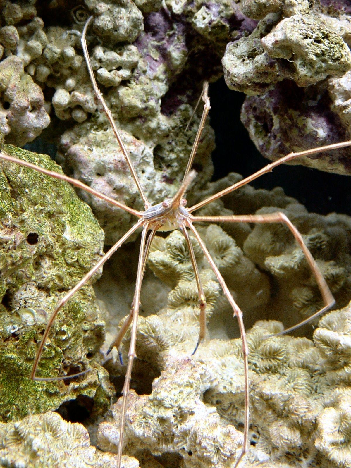 Arrow Crab