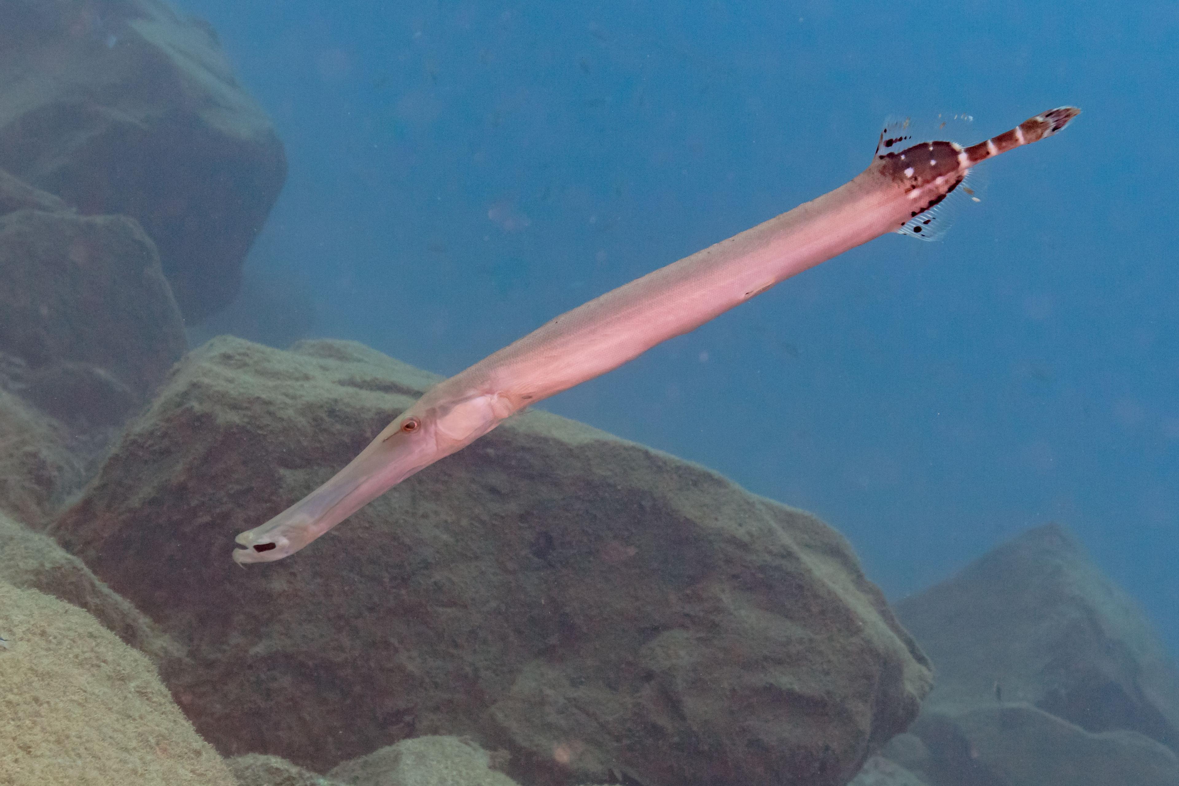 Trumpetfish