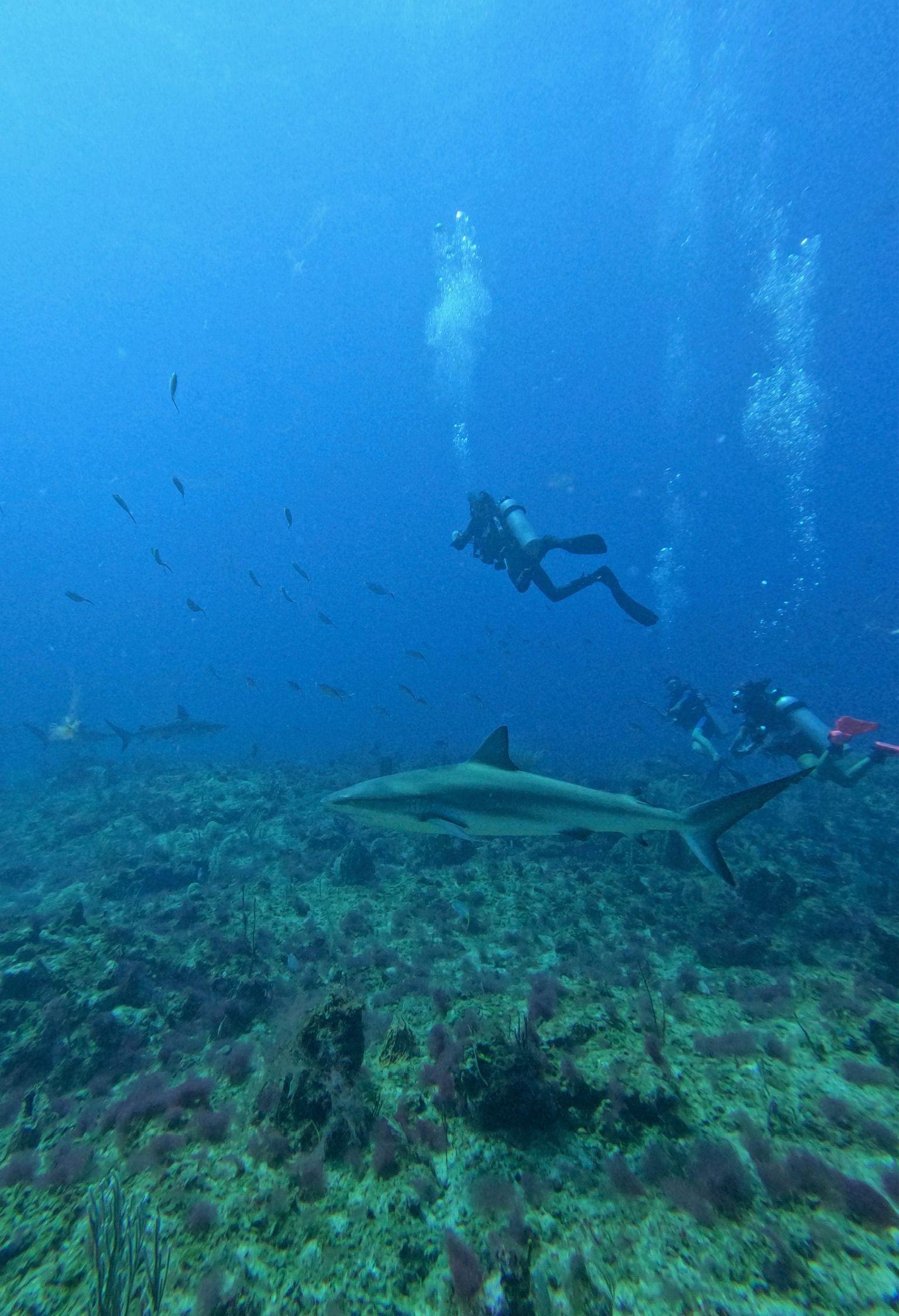Diver swimming with sharks in open water Punta Cana Dominican Republic