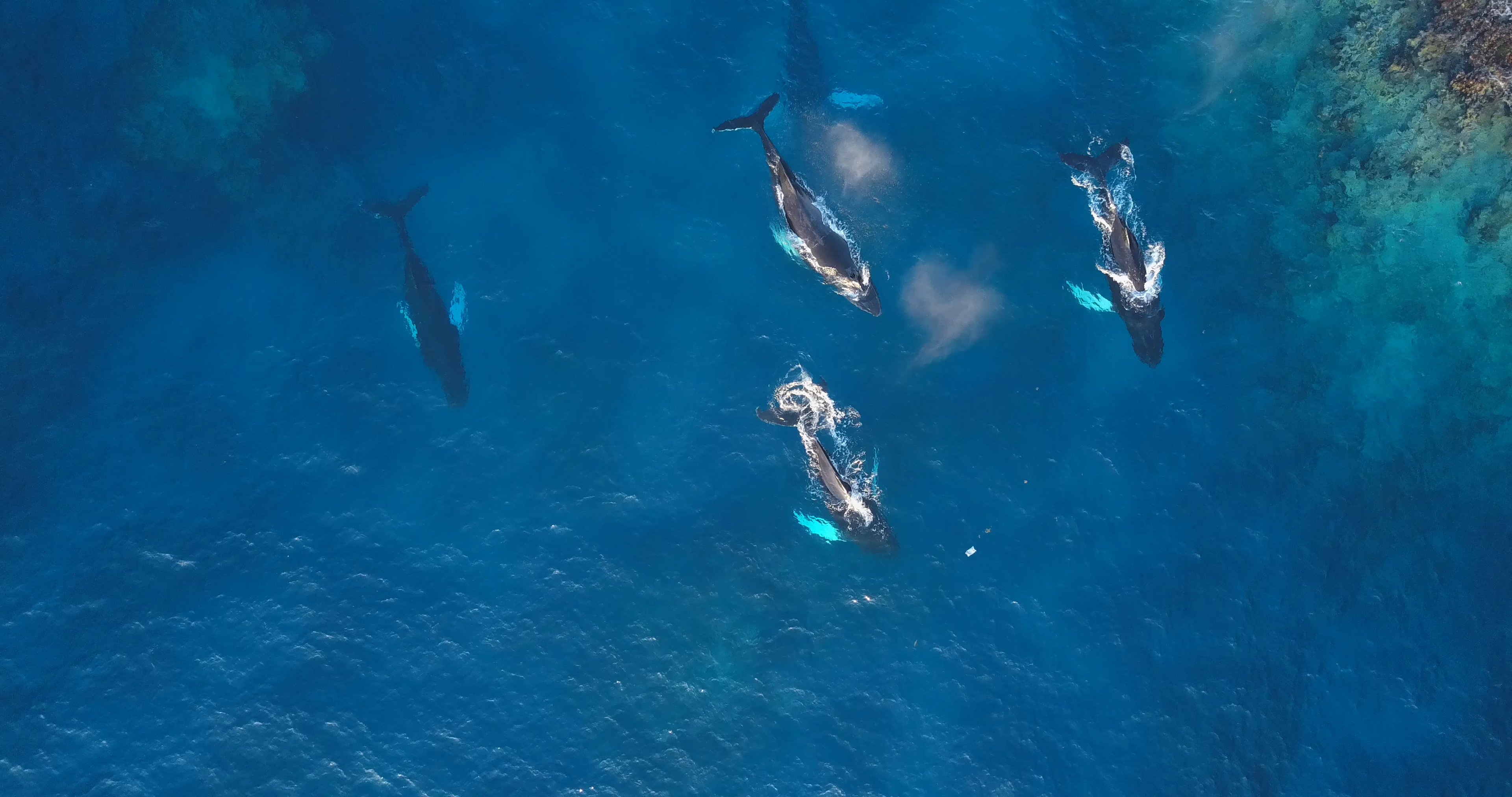 Drone view whales