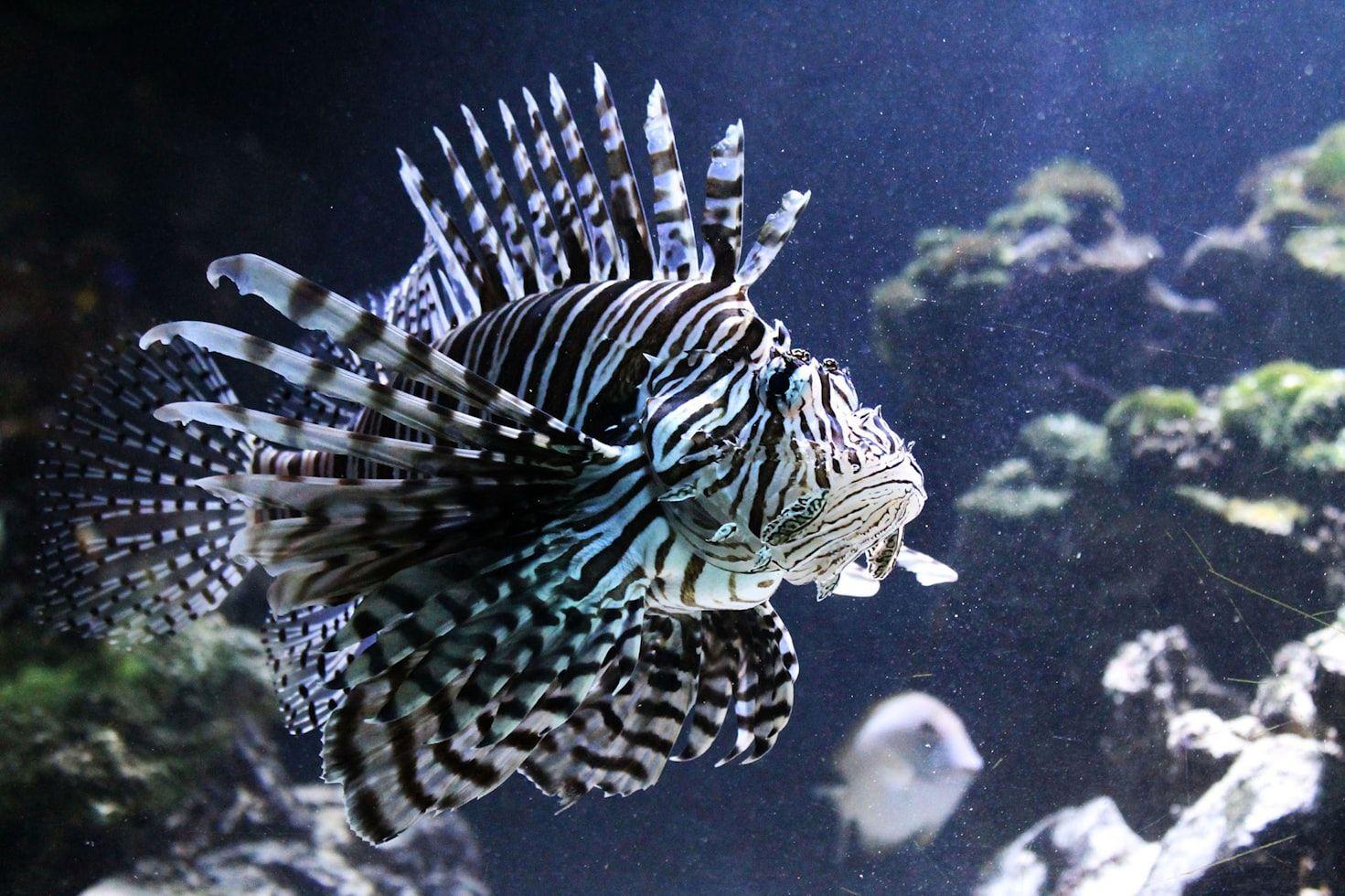 Lionfish