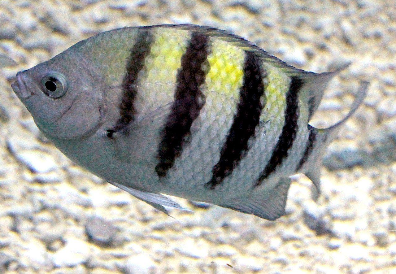 Sergeant Major