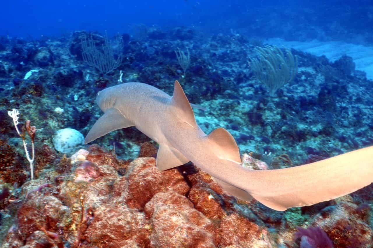 nurse sharks