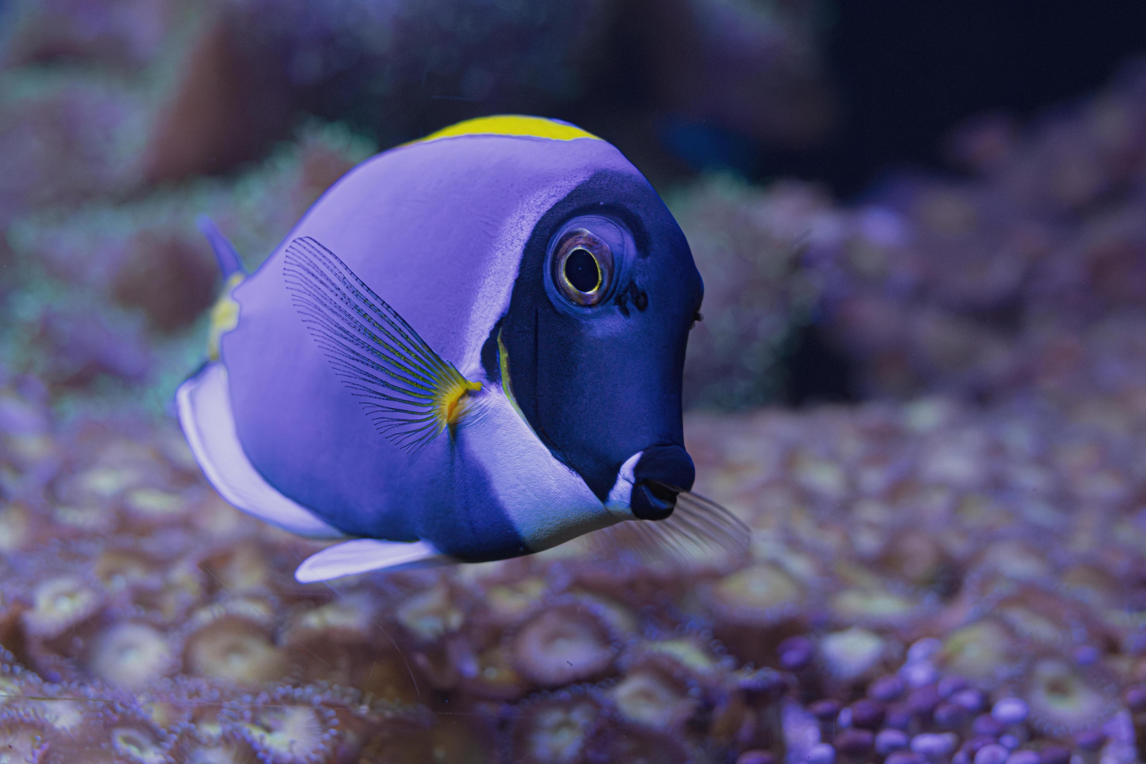 Blue Tang