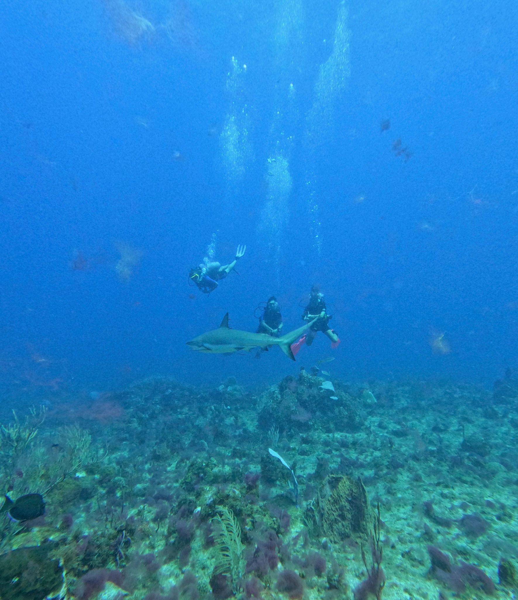 Caribbean reef shark Grand Bay of the Sea