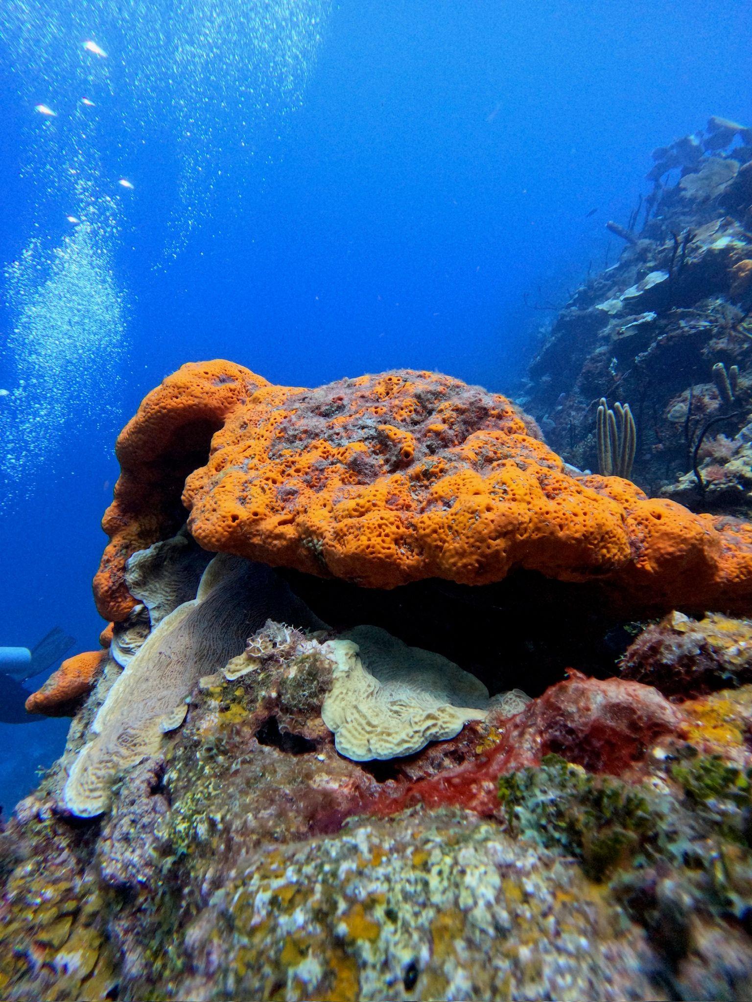 Coral Reef