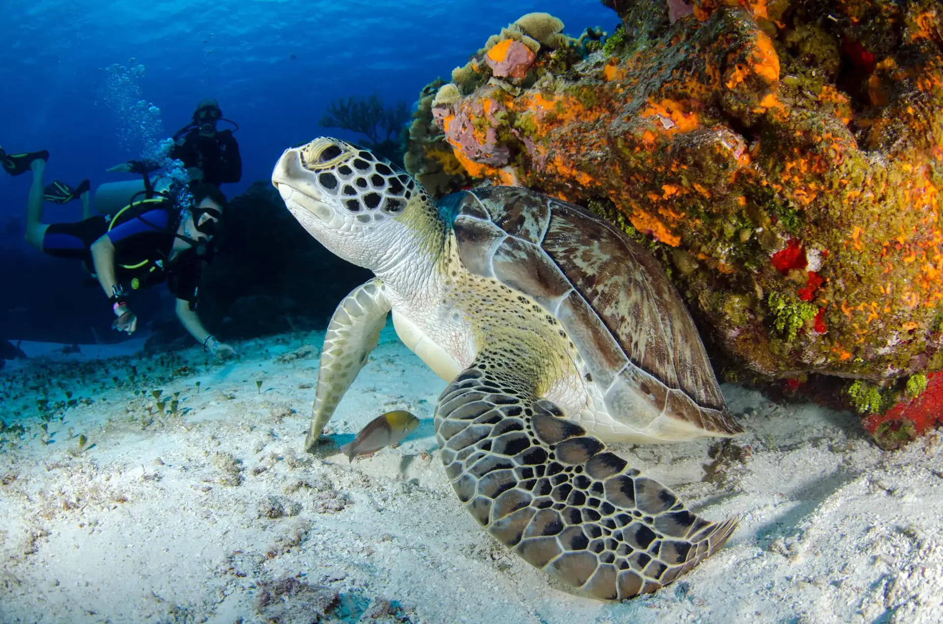 Scuba Diver
