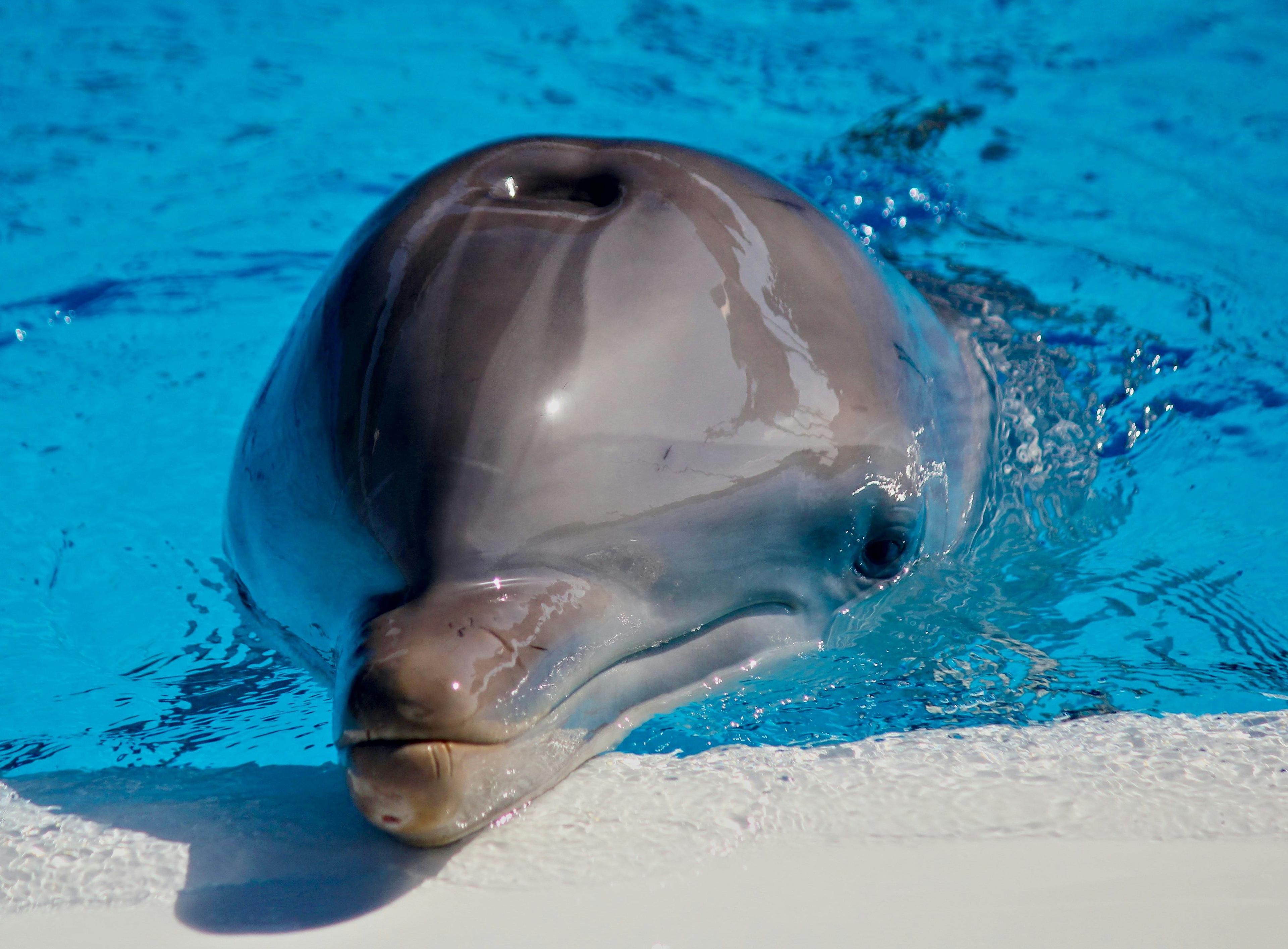 Captive Dolphins