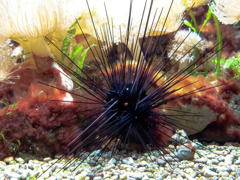 Long-Spined Sea Urchins
