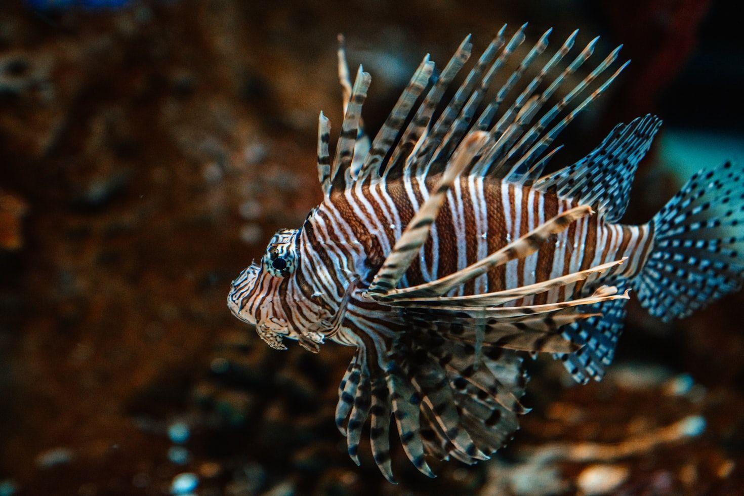 Lionfish
