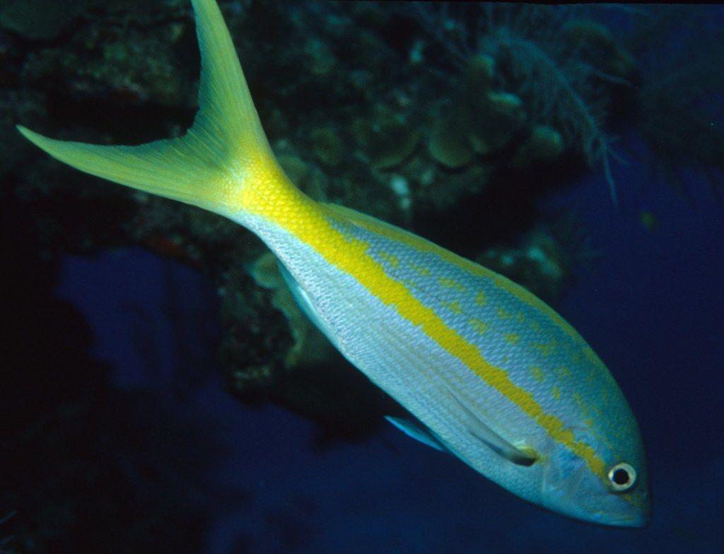 yellowtail