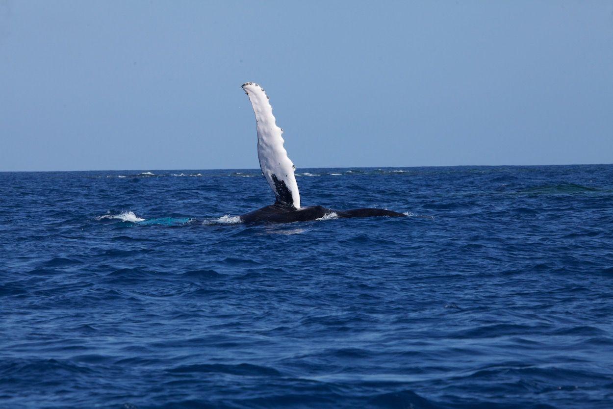 humpback whale