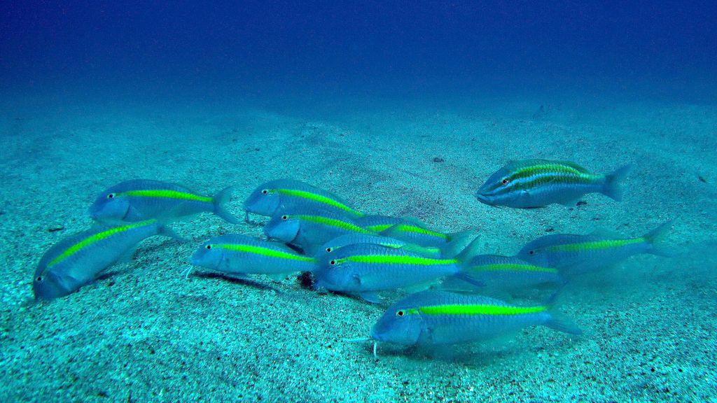 Goatfish