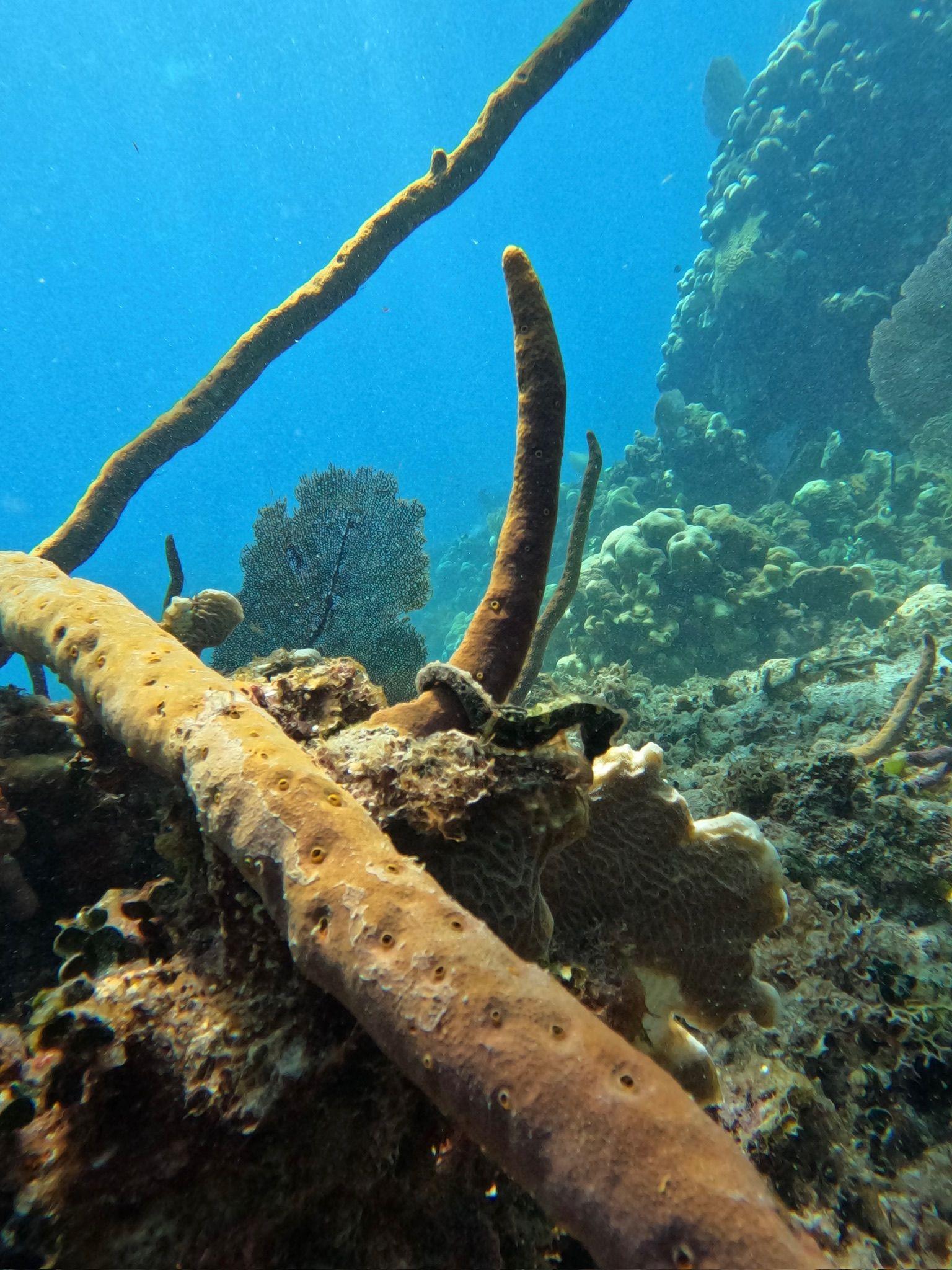 Sea Horse