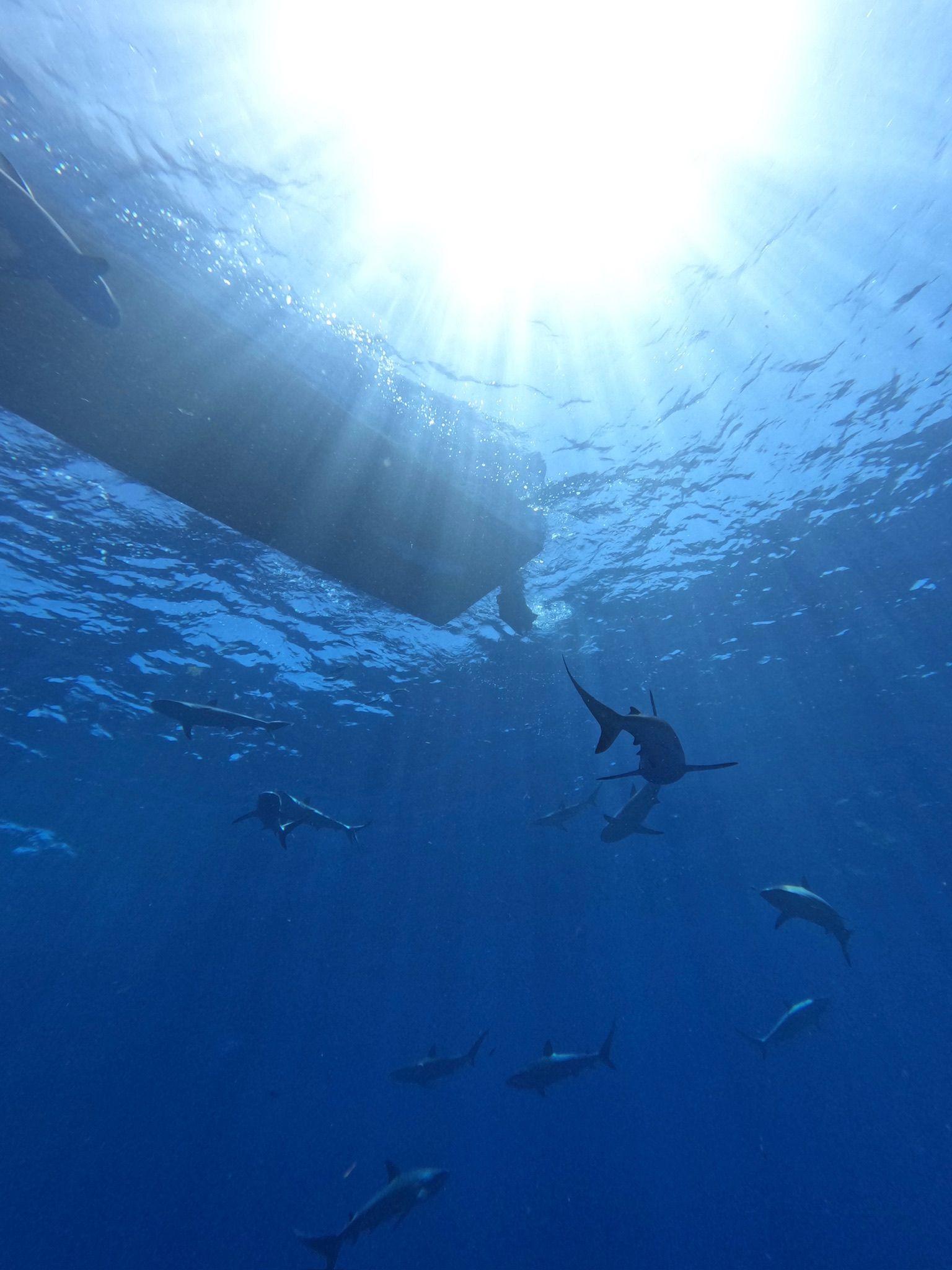 Reef sharks swimming Shark Point with Grand Bay of the Sea