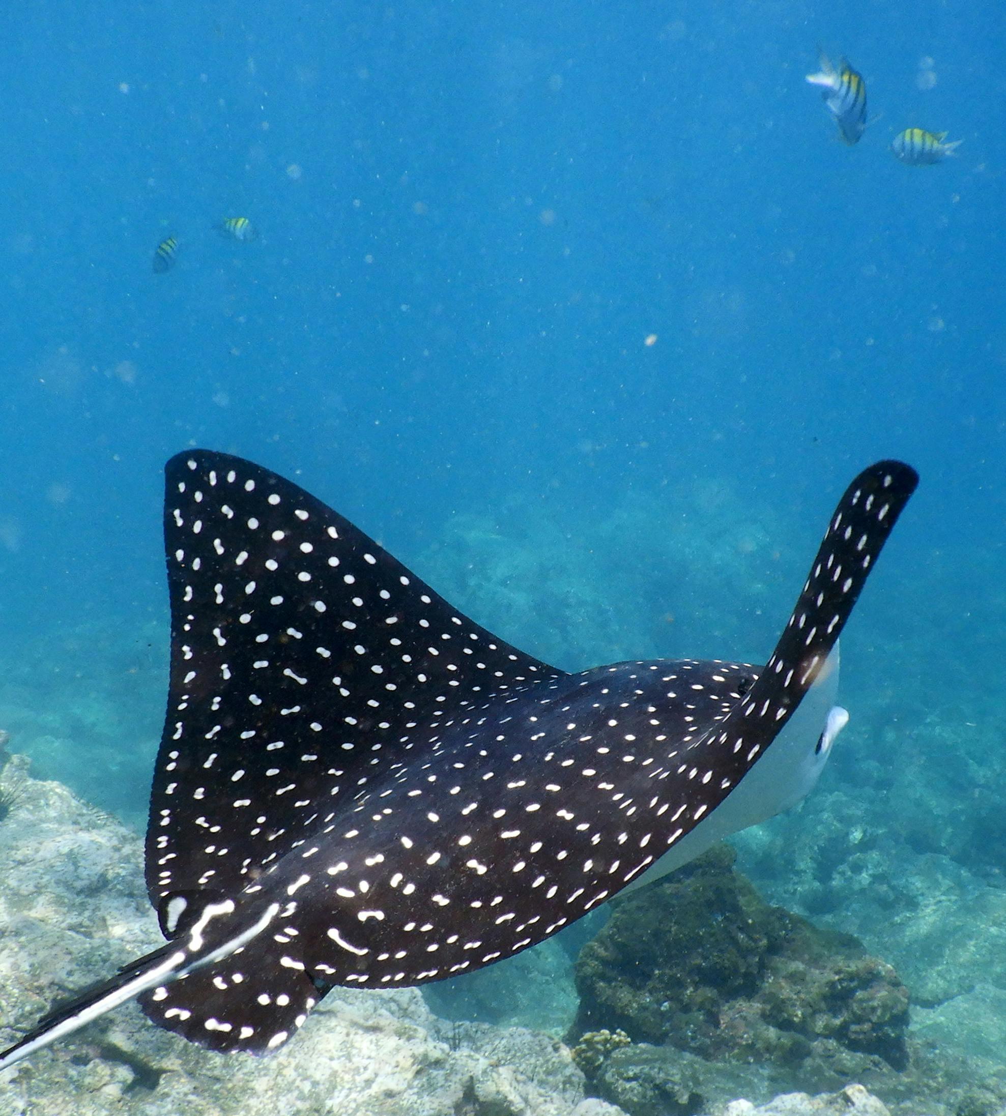 White Spotted Eagle Ray