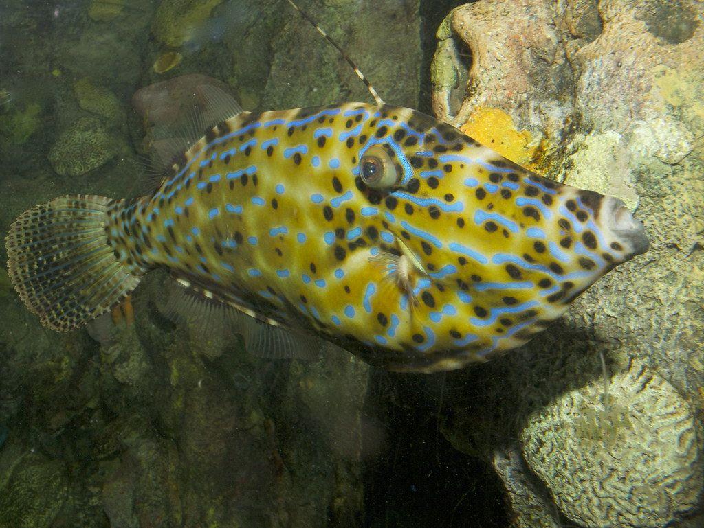 Scrawled Filefish