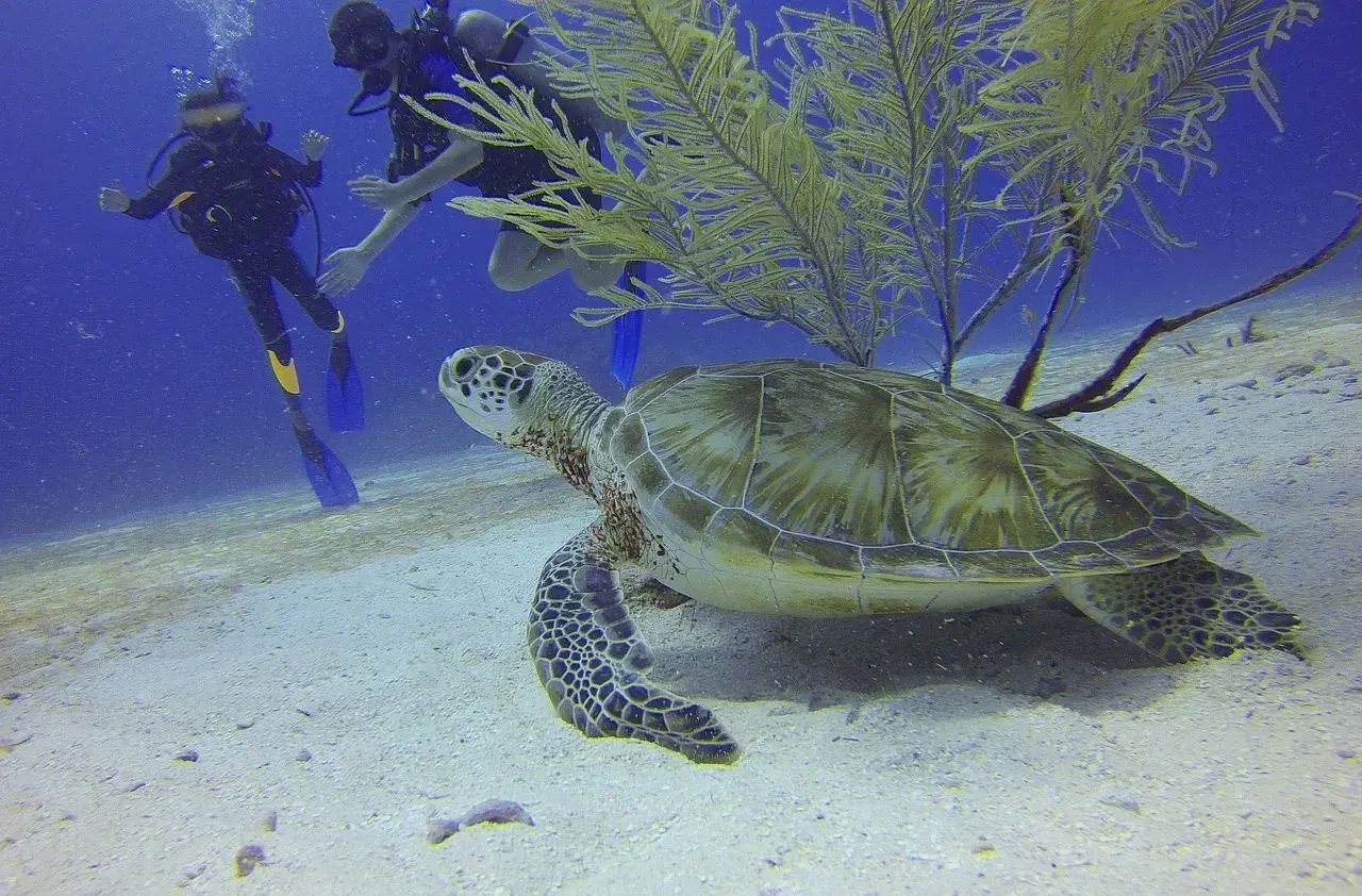 Turtle
