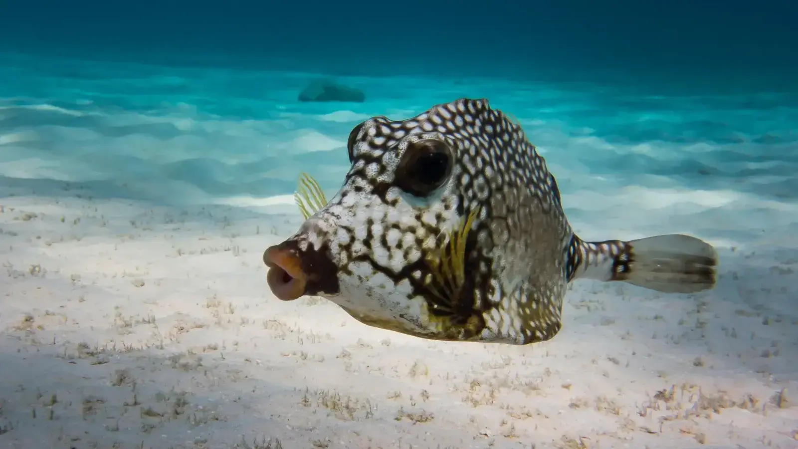 Trunkfish