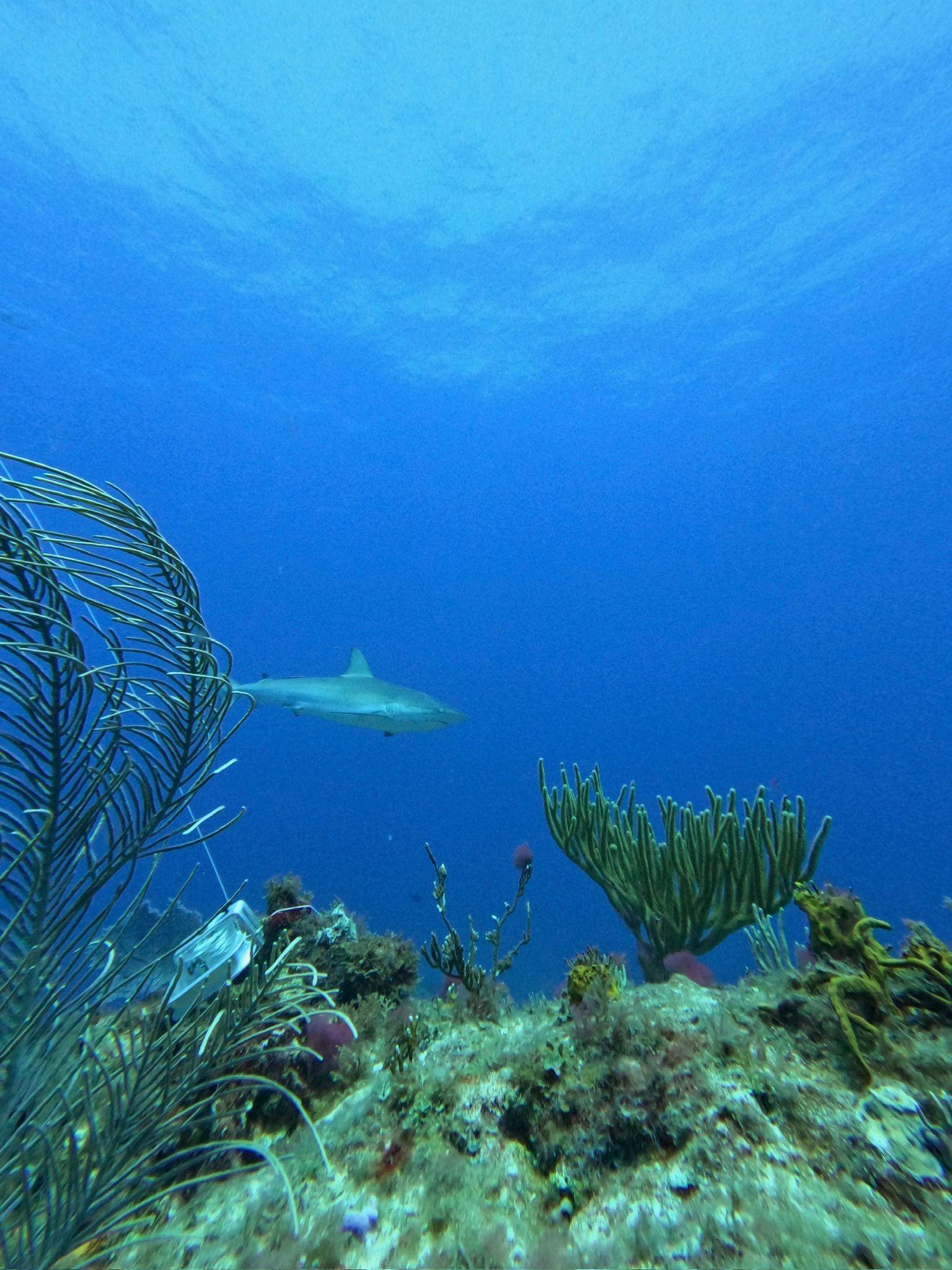 Caribbean reef shark swimming on reef during guided dive Punta Cana