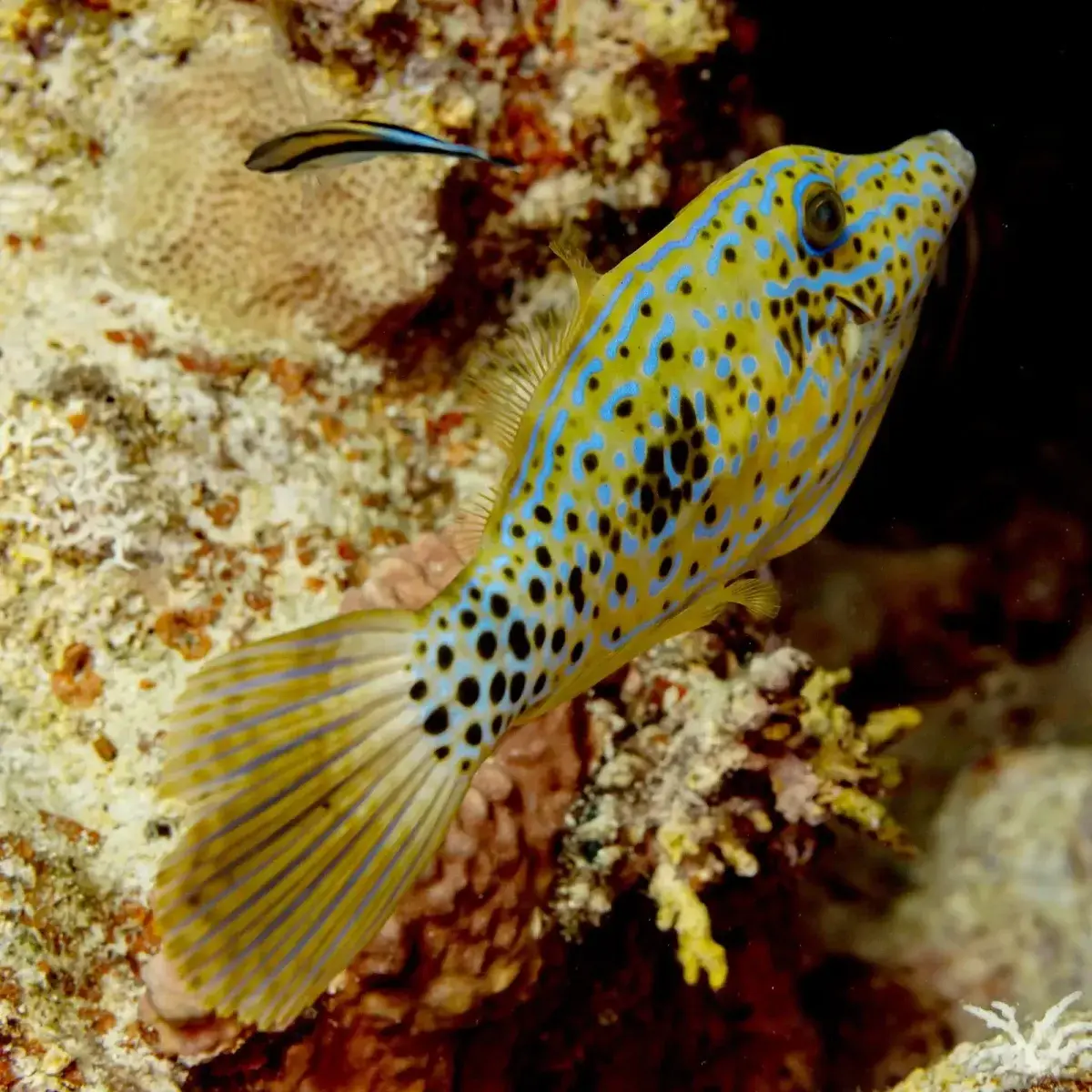 Scrawled Filefish