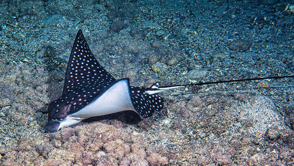 Eagle Ray