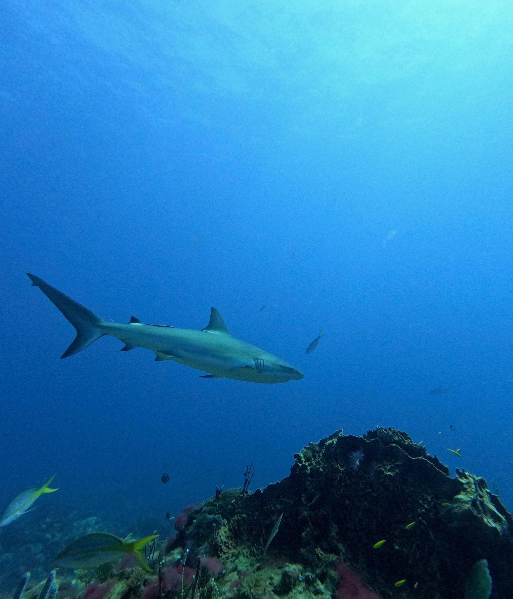 Reef shark underwater at 26 meters Shark Point Punta Cana