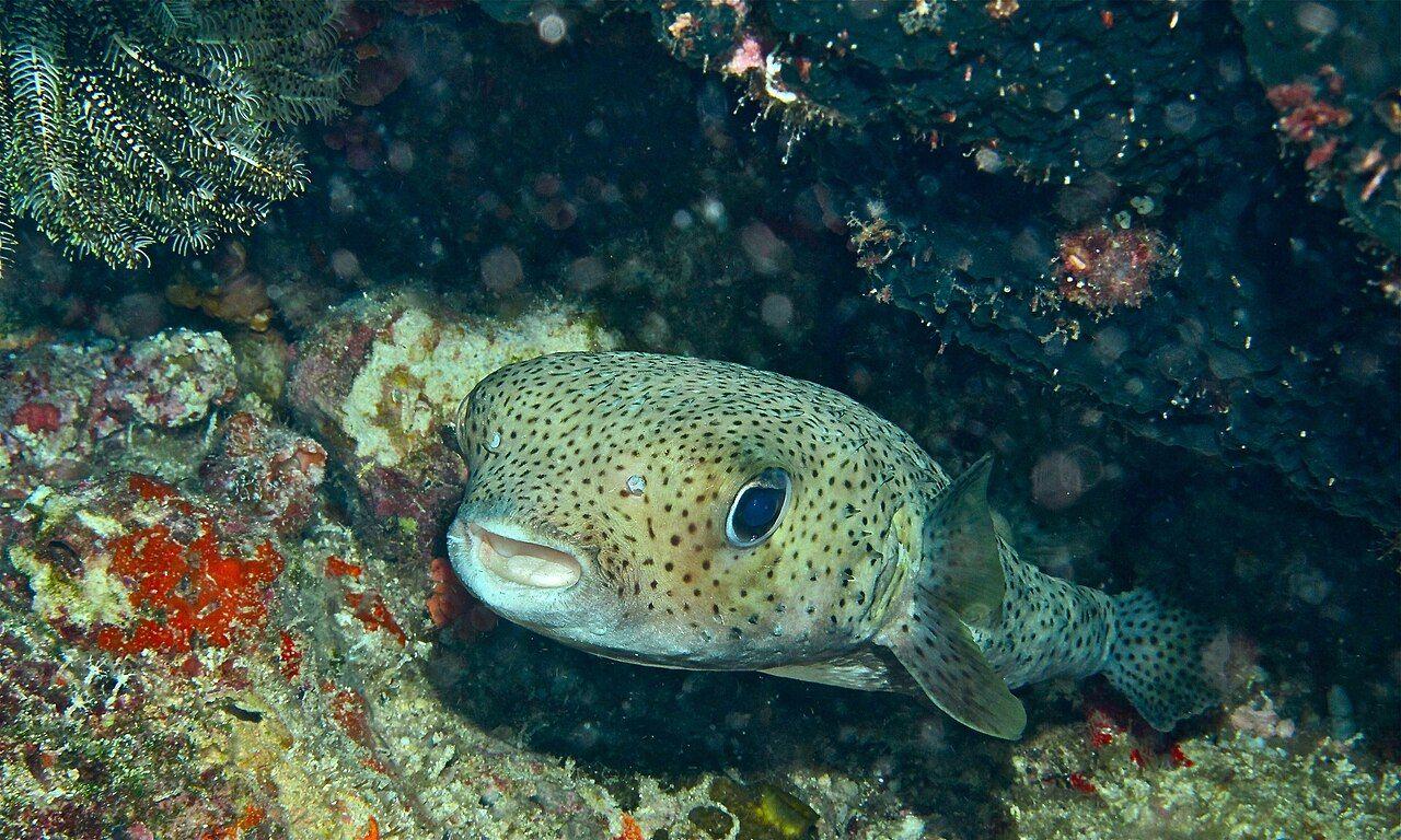 Porcupine Fish