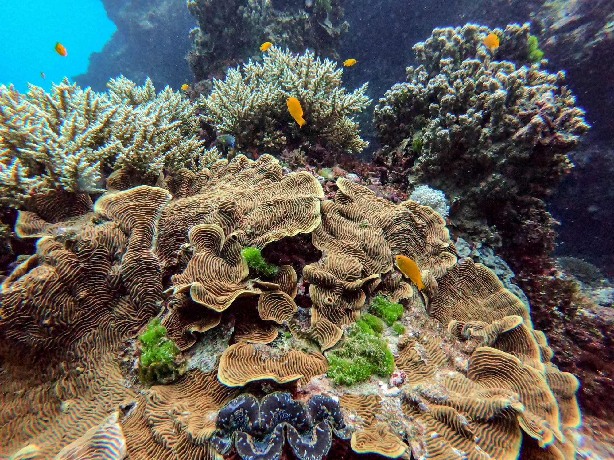 Coral Reef