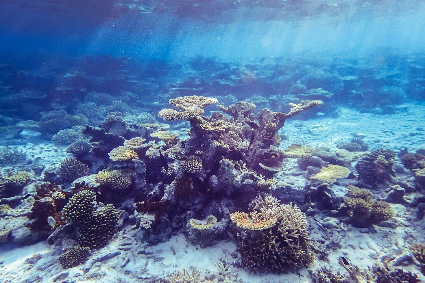 coral reef