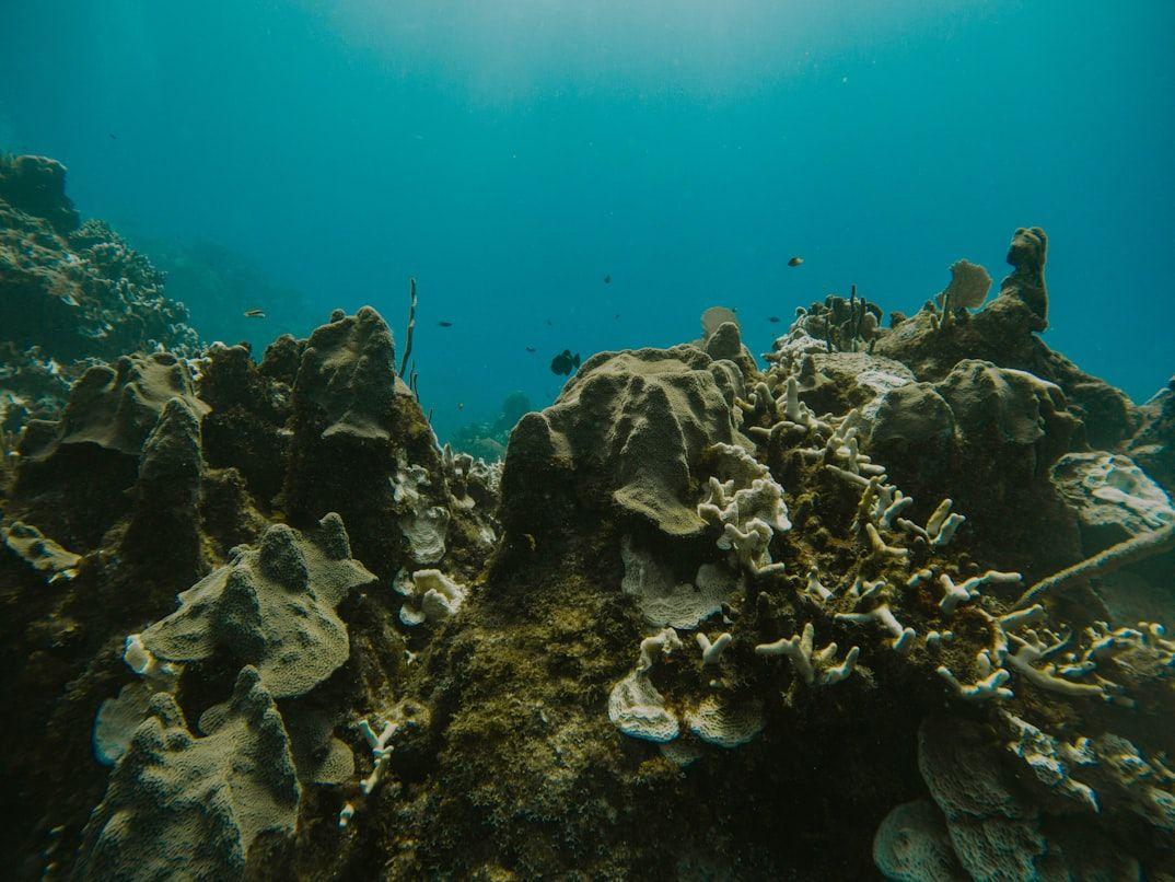dying coral