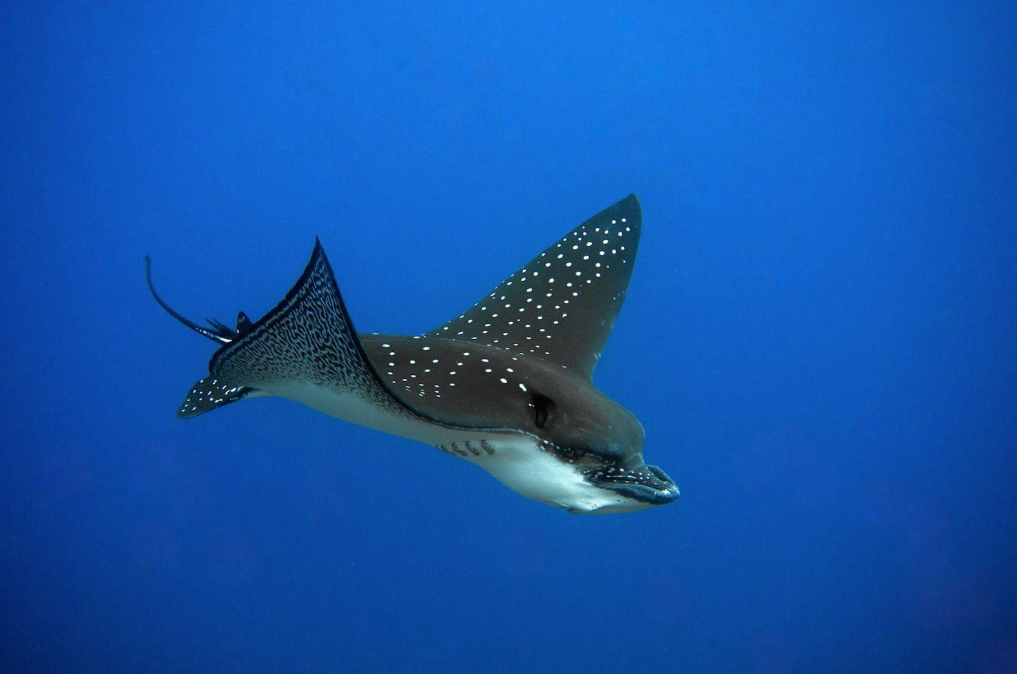 Eagle Ray