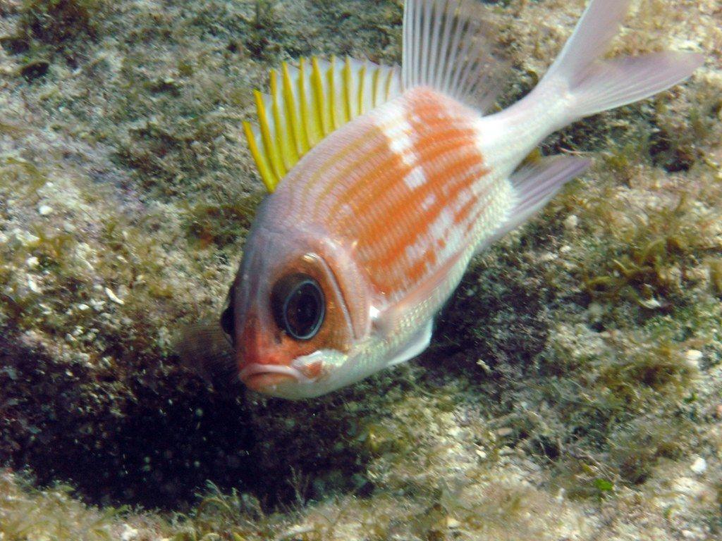 Squirrel Fish