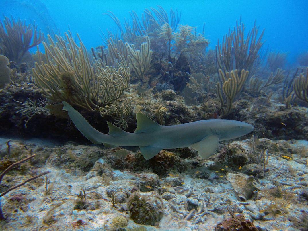 nurse sharks