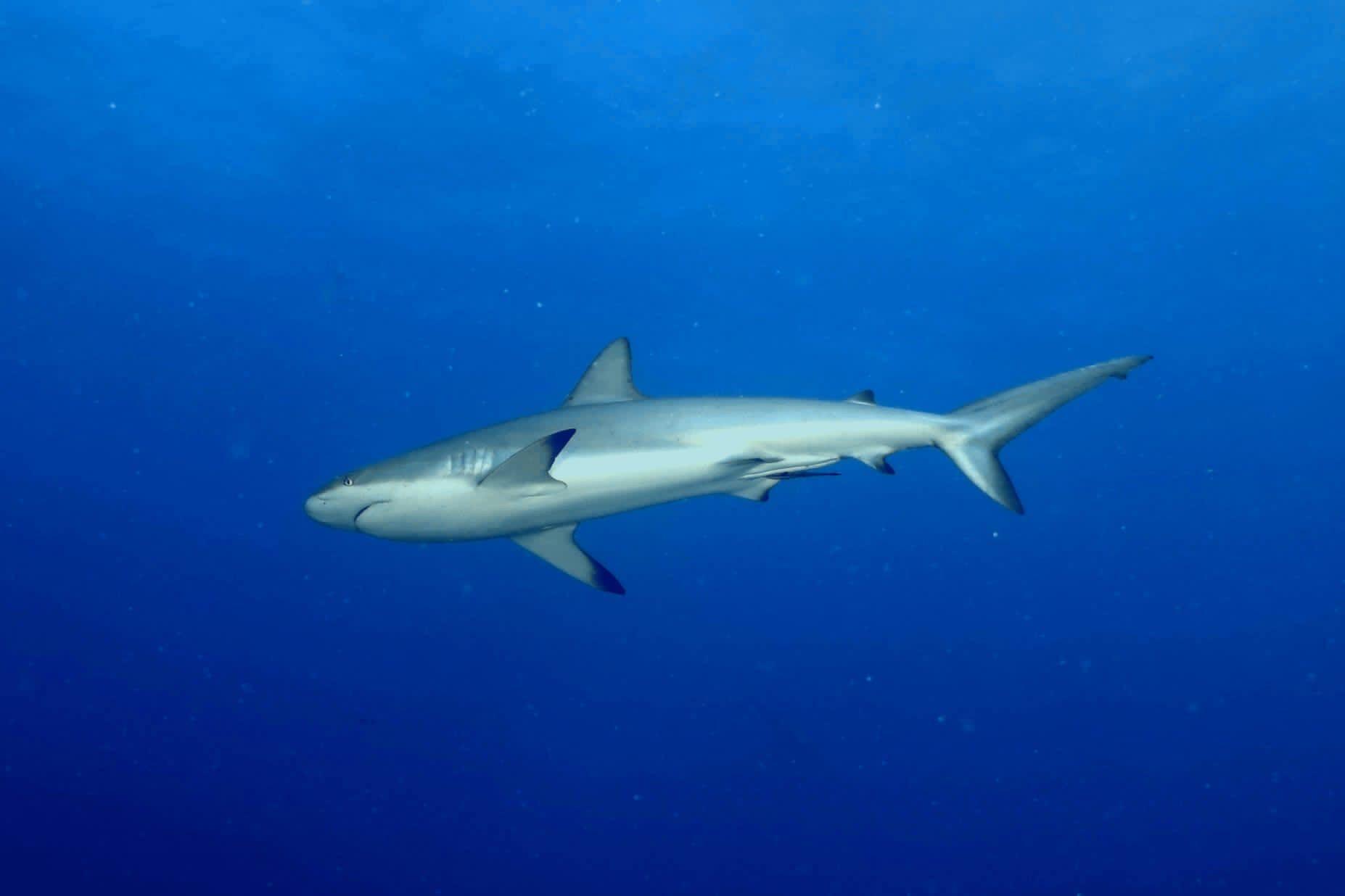 Marine Life & Underwater Wildlife