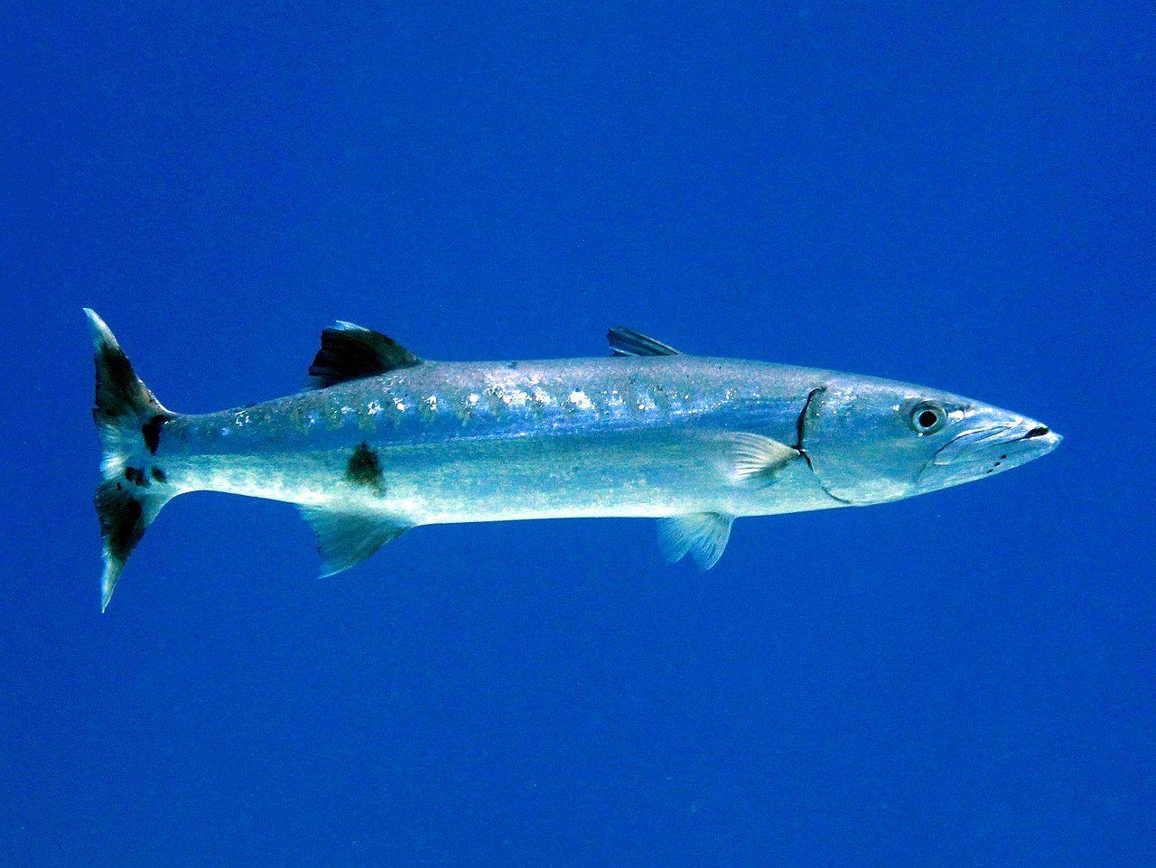 Barracuda