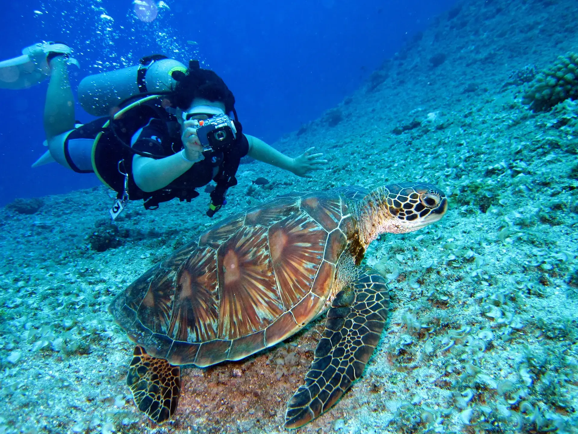 Turtle