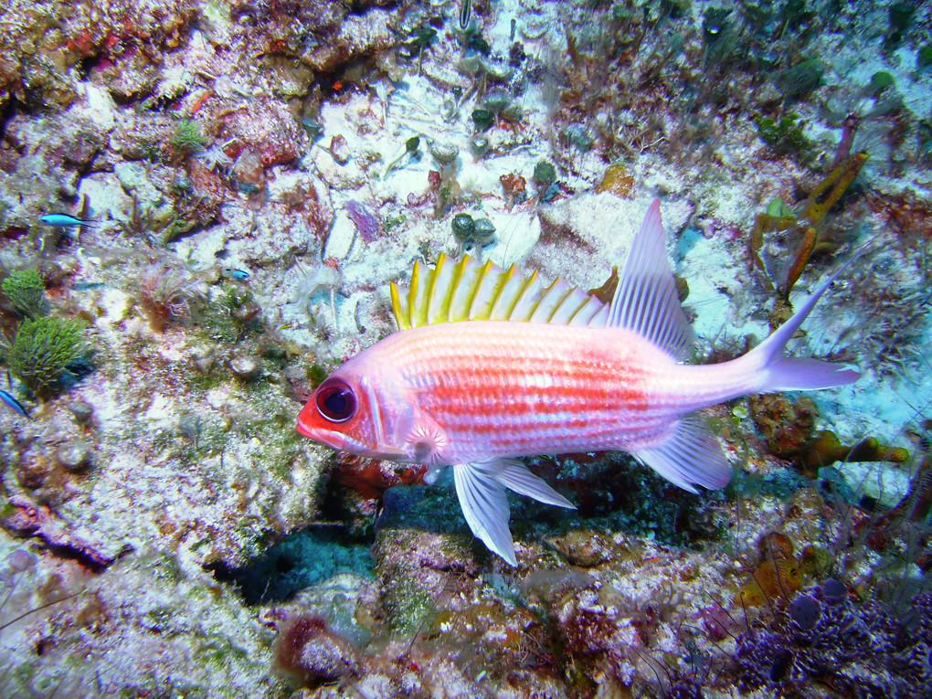 squirrelfish