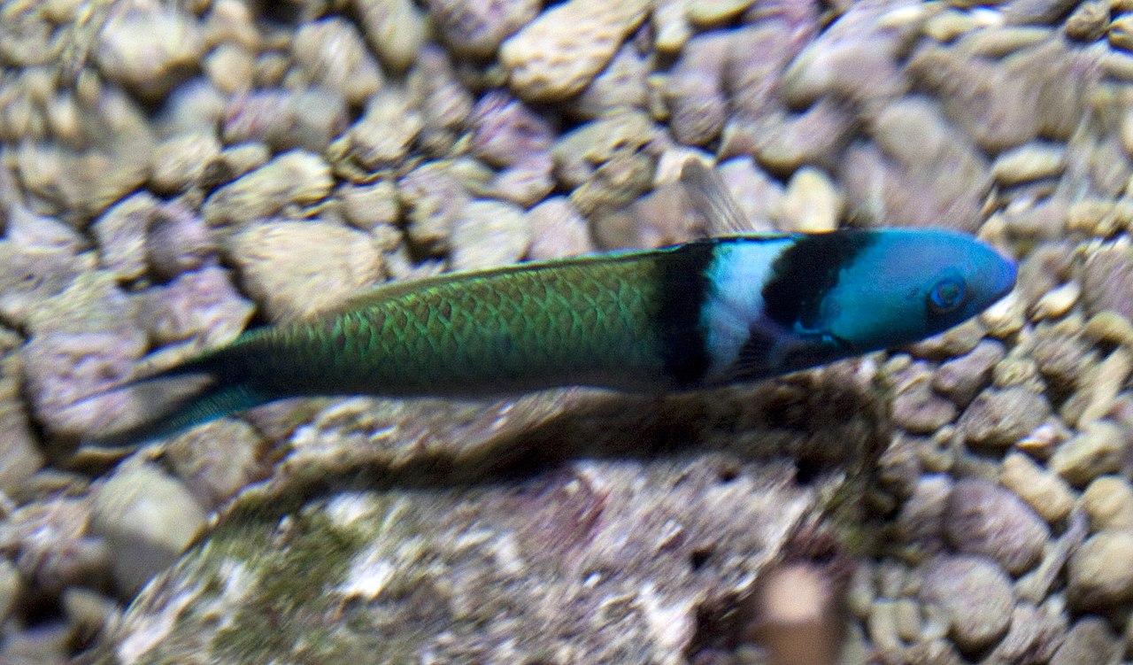 Blue-Headed Wrasse