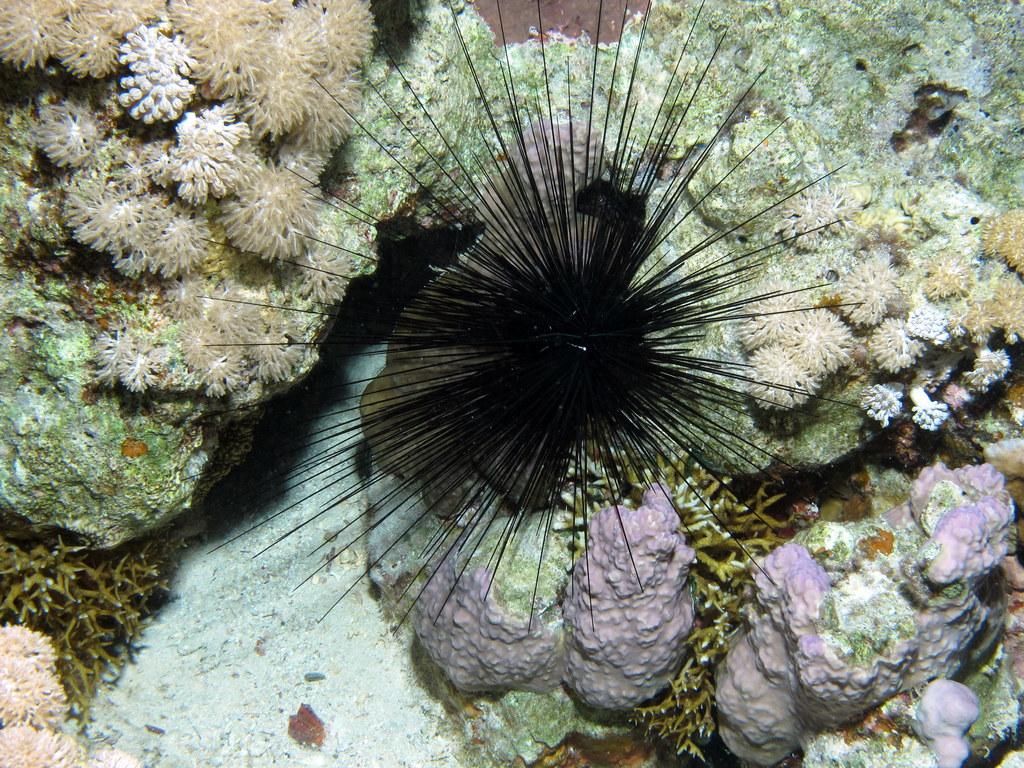 Long-Spined Sea Urchins