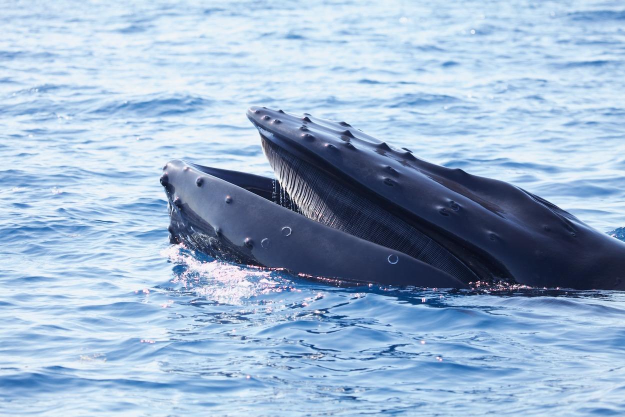 humpback whale