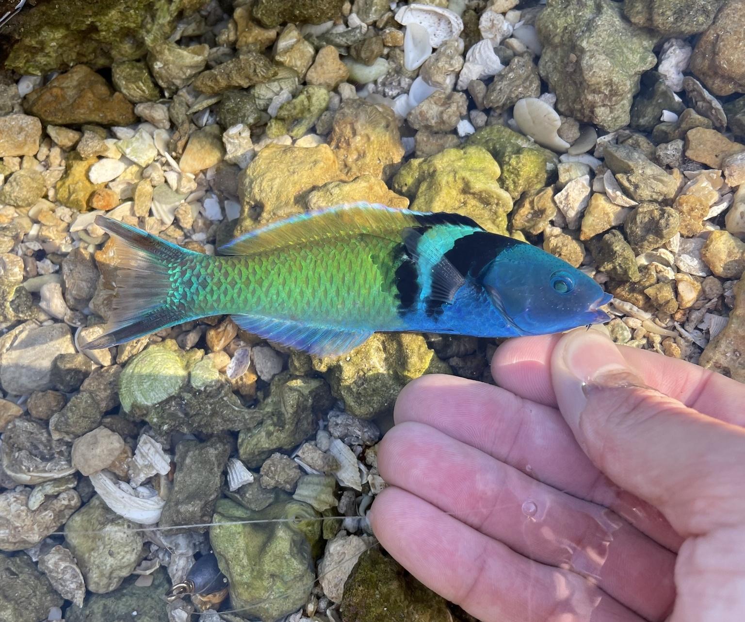 Bluehead Wrasse