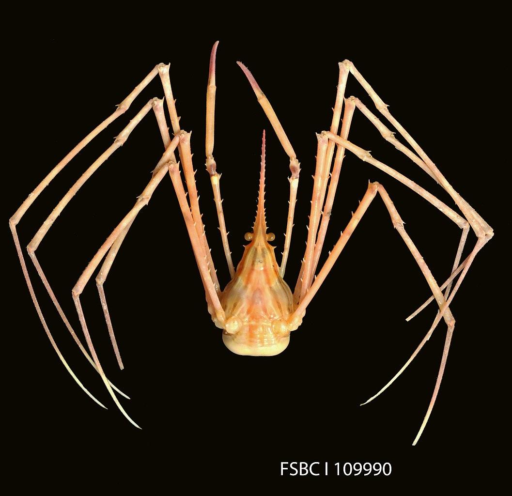 Arrow Crab