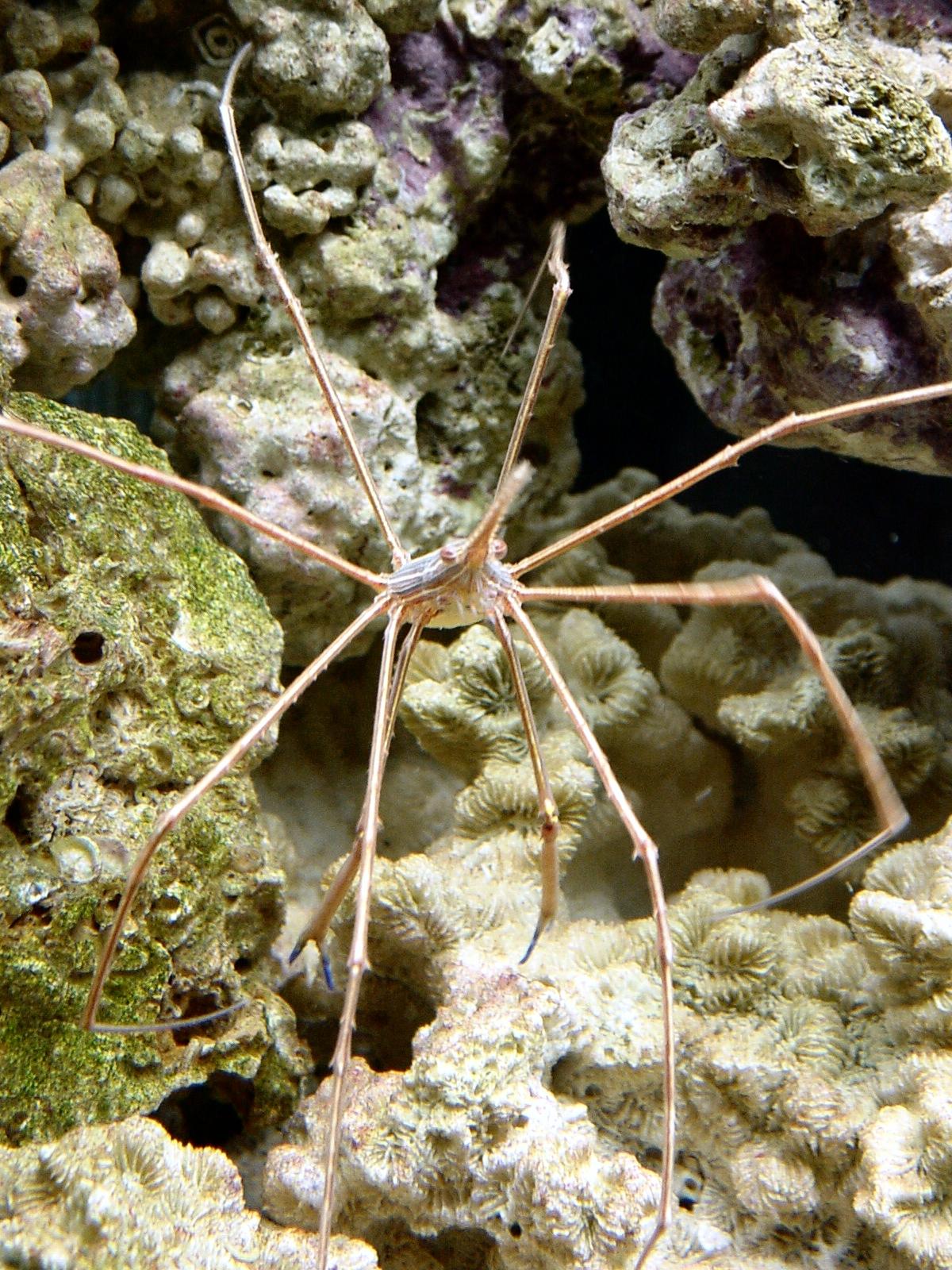 Arrow Crab