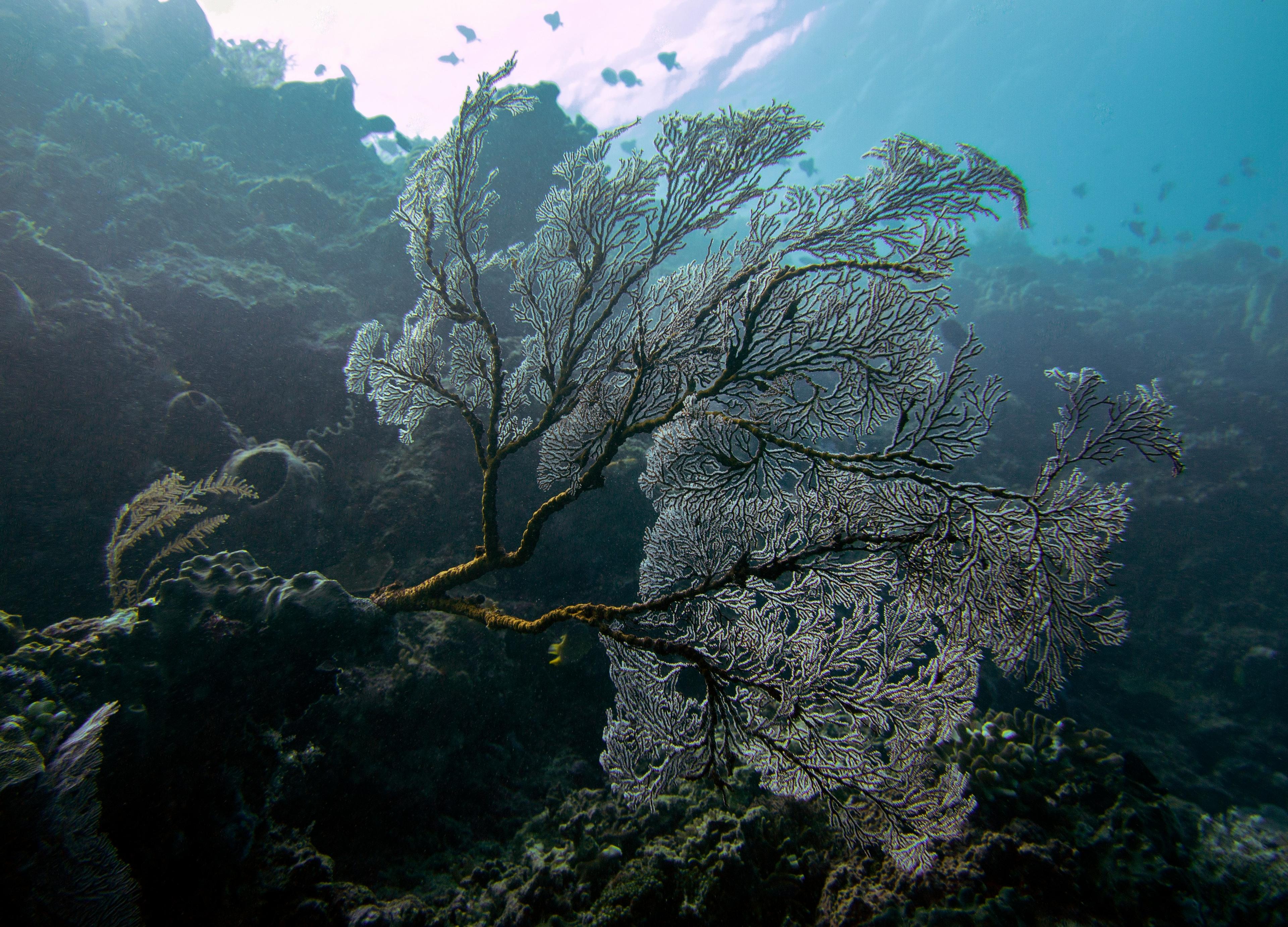 corals dying
