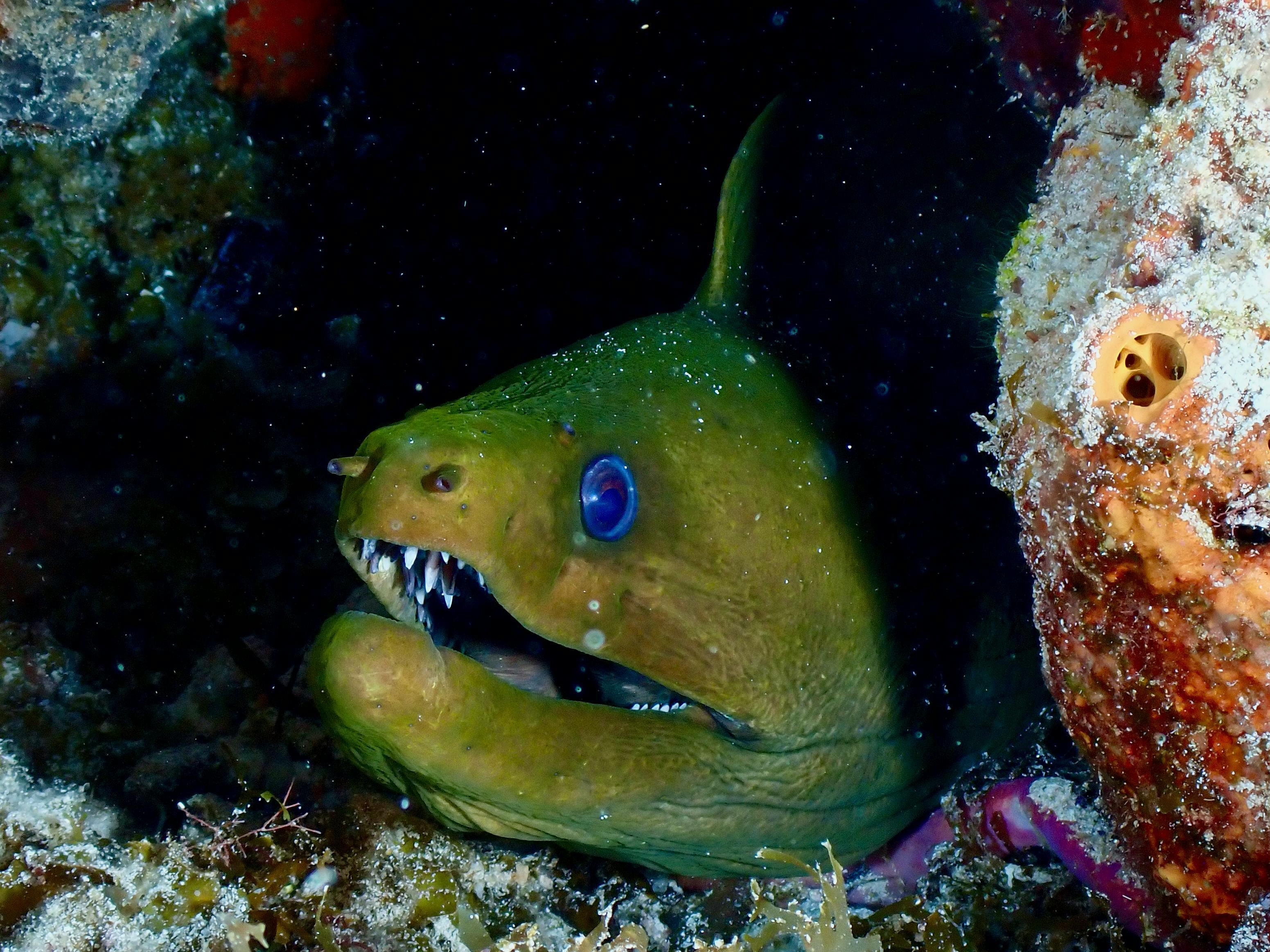 Moray Eel