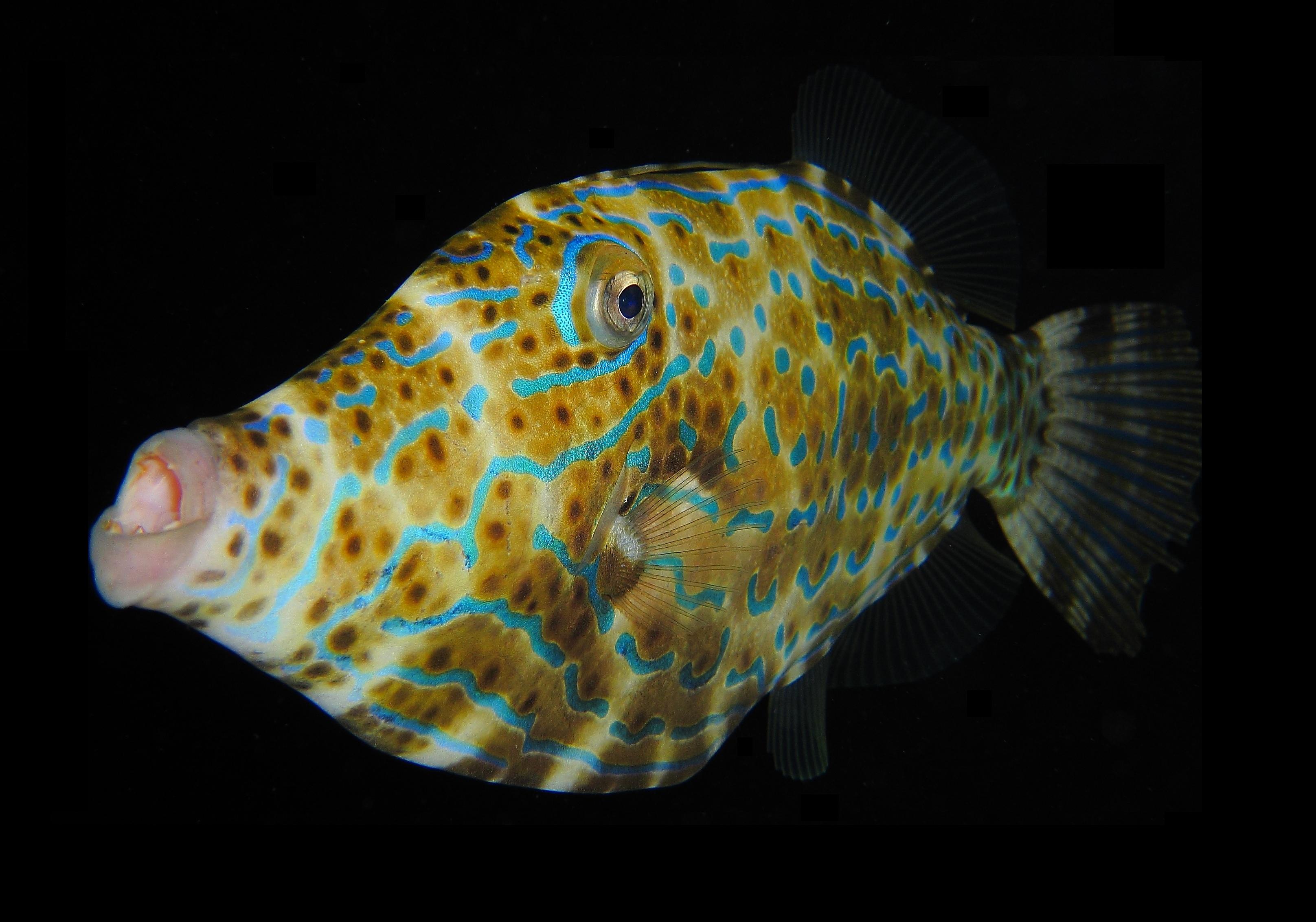 Scrawled Filefish