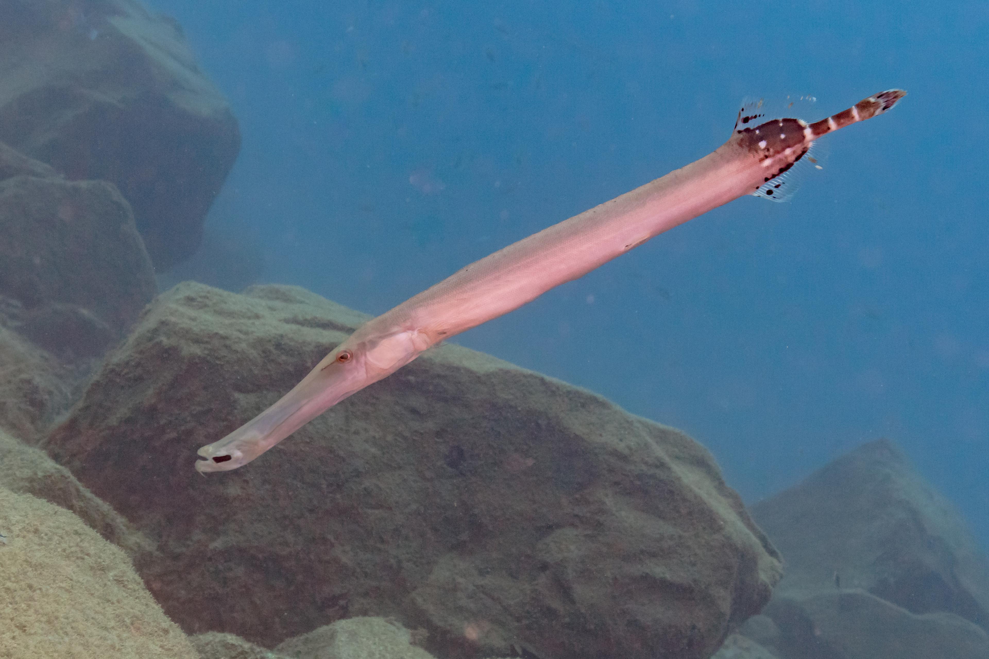 Trumpetfish