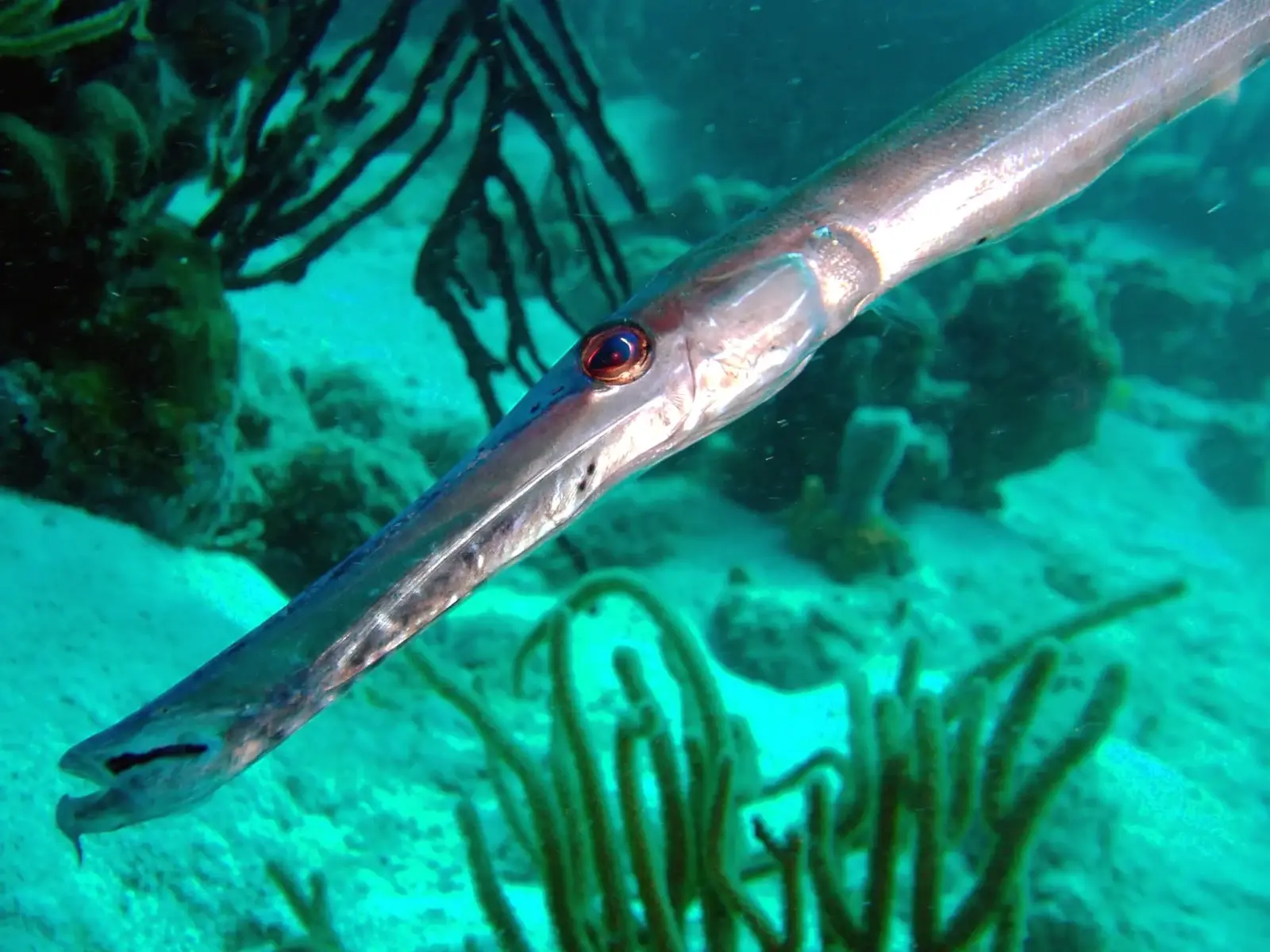 Trumpetfish